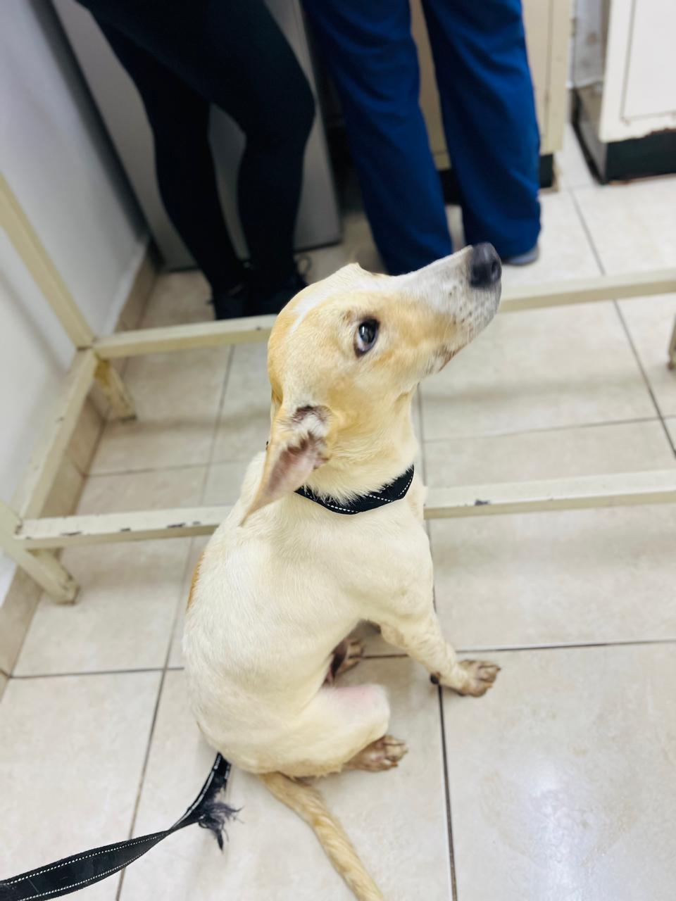 Enlarge Neo, a Adoptable mixed breed in Vancouver, BC image 5/6