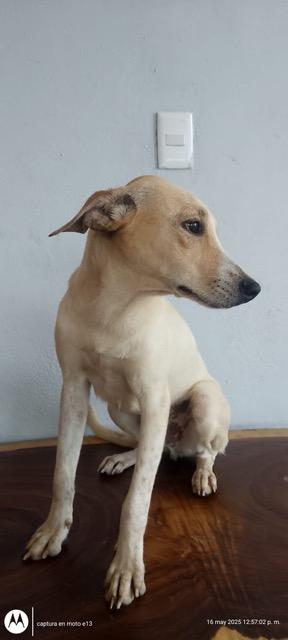 Enlarge Neo, a Adoptable mixed breed in Vancouver, BC image 6/6