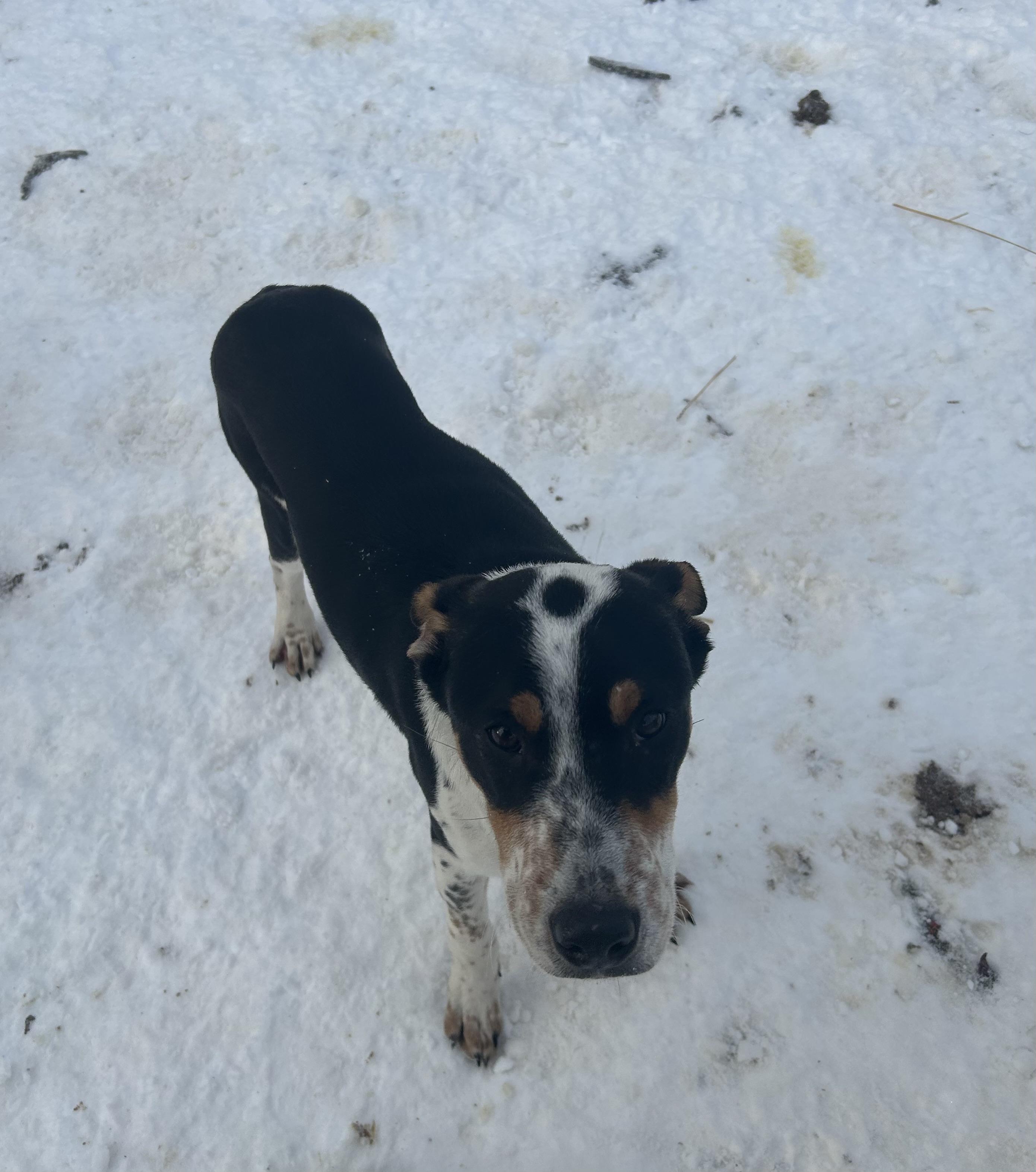 Brooks, a Adoptable Mixed Breed in Brownstown, IN image 2/4