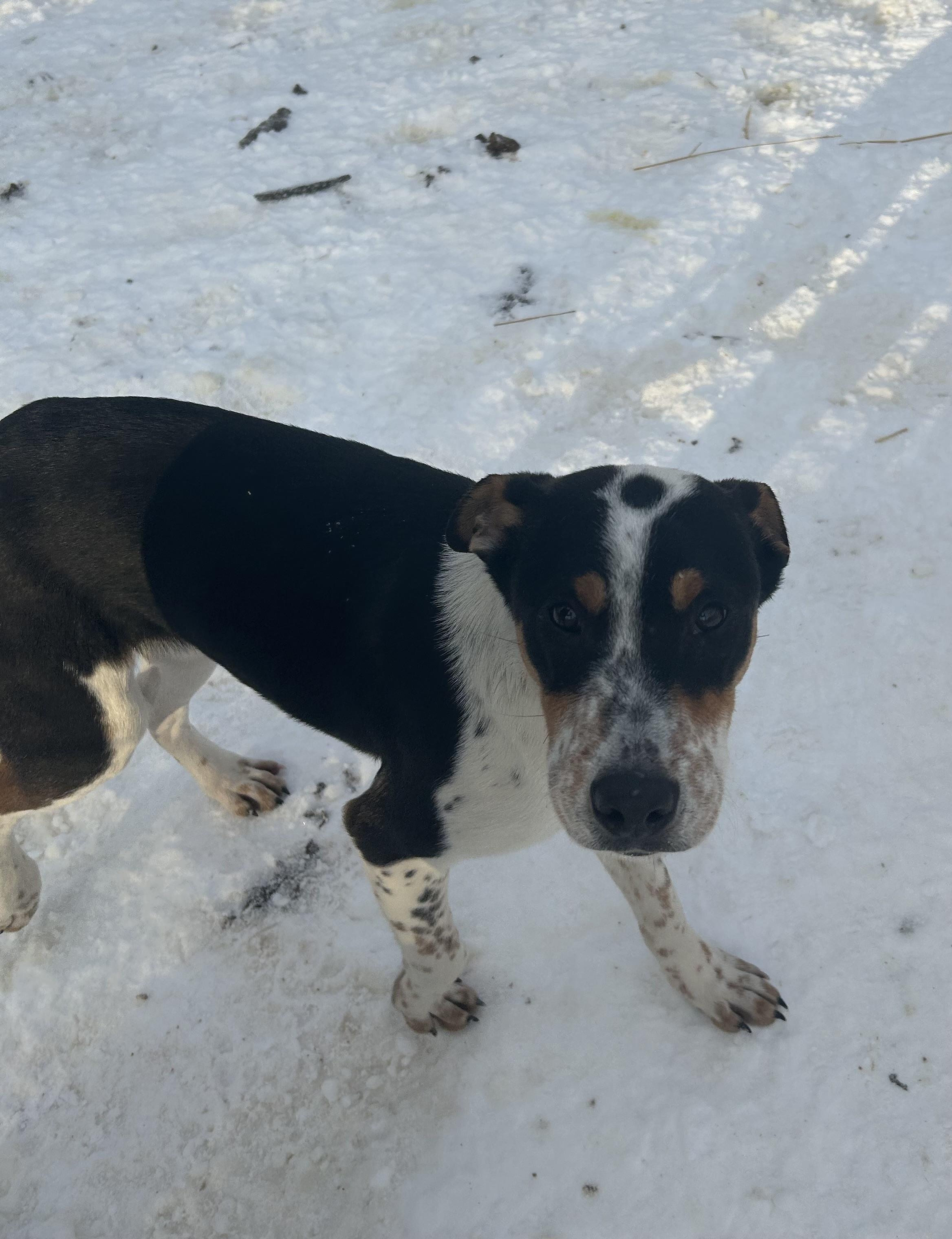 Brooks, a Adoptable Mixed Breed in Brownstown, IN image 1/4