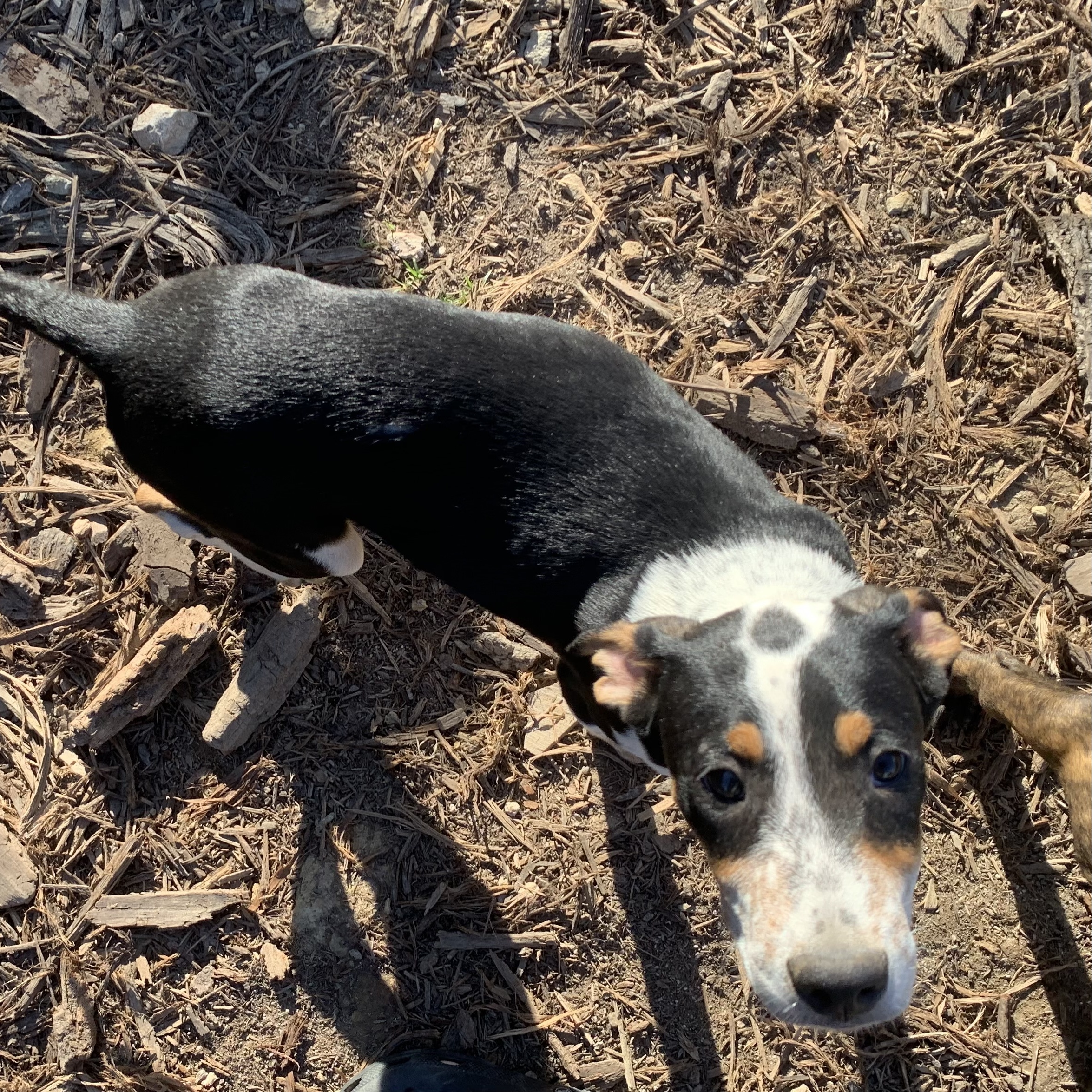 Brooks, a Adoptable Mixed Breed in Brownstown, IN image 4/4