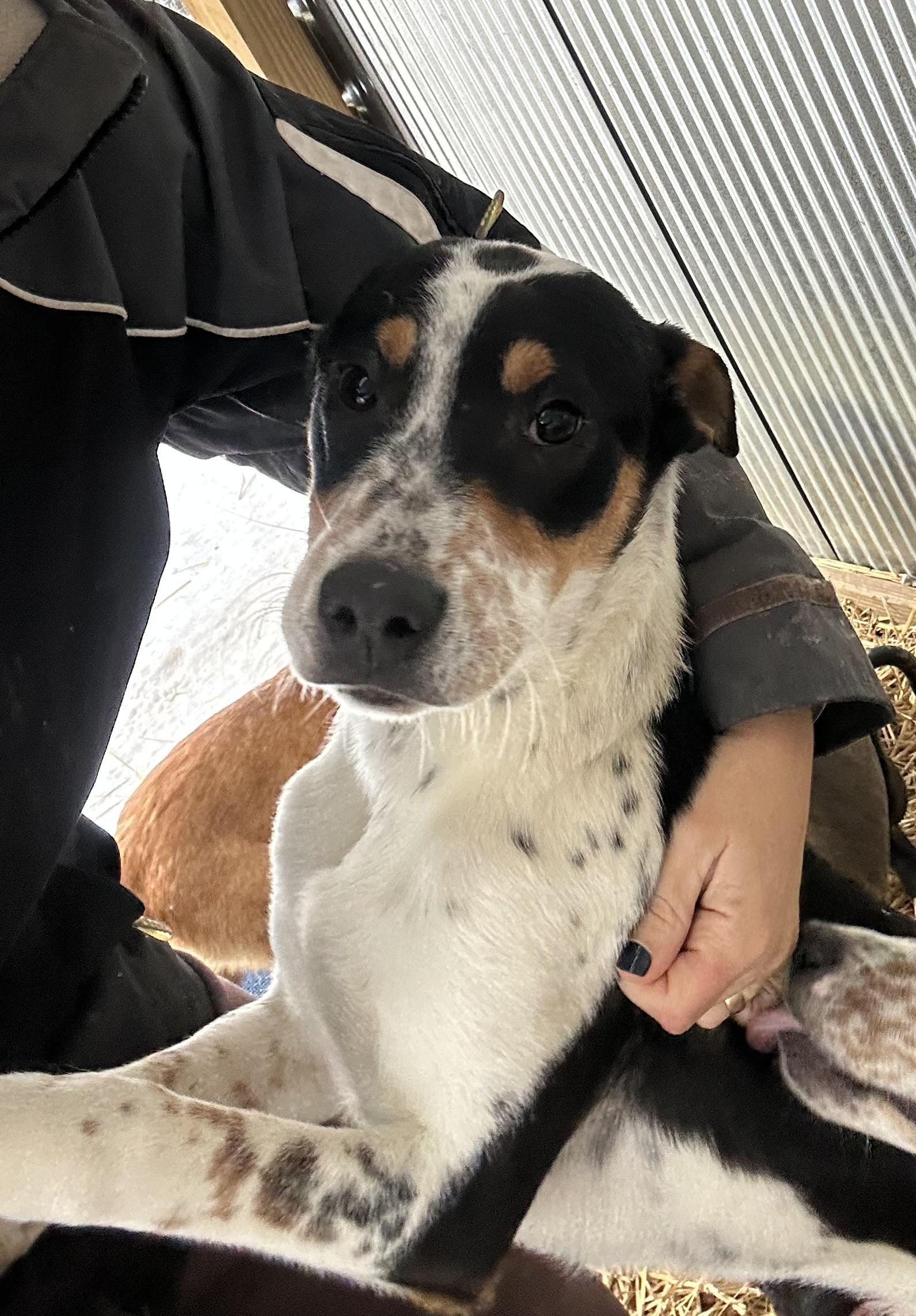 Brooks, a Adoptable Mixed Breed in Brownstown, IN image 3/4