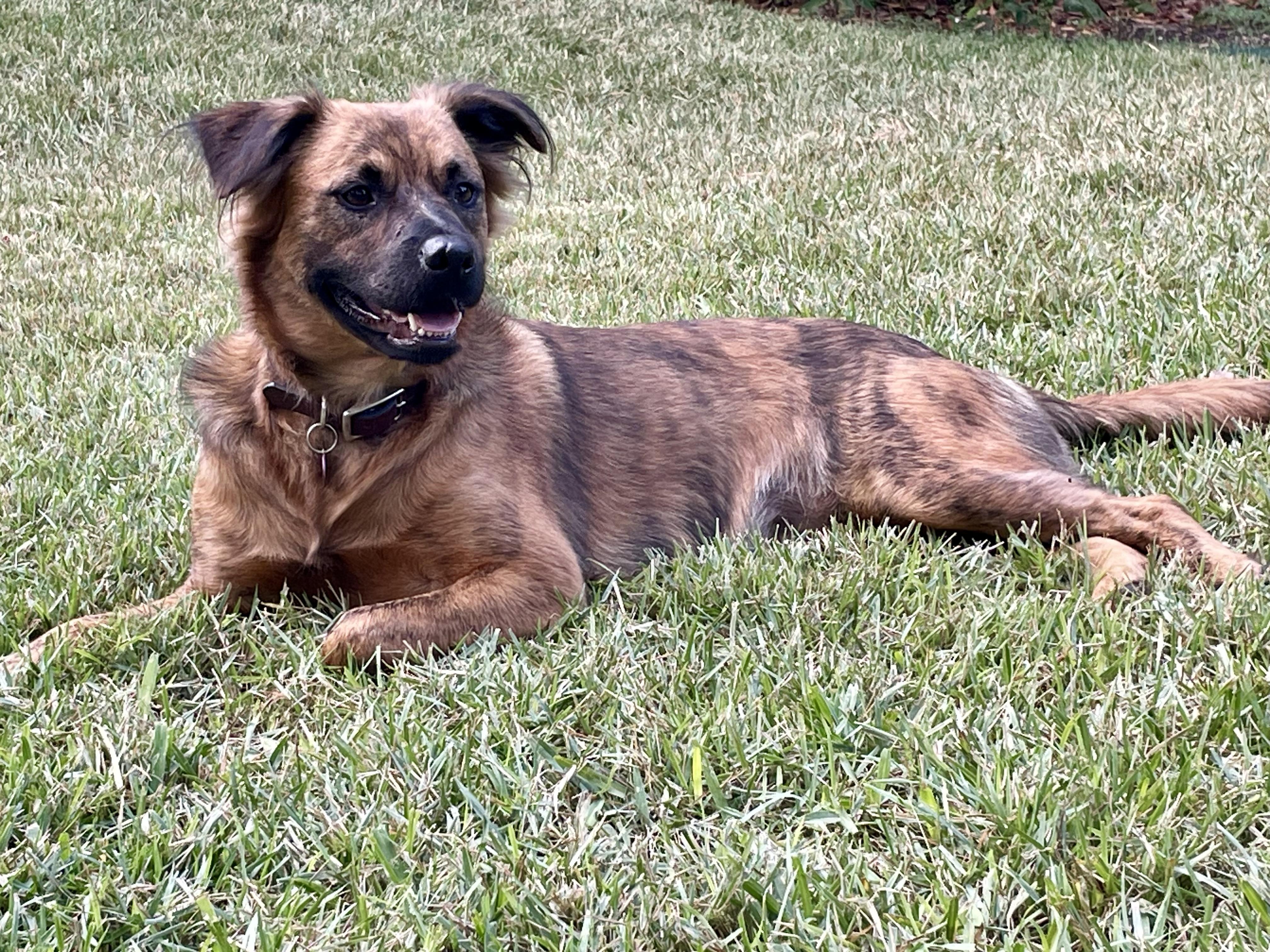 Giggy, Adoptable, Young Female German Shepherd Dog.