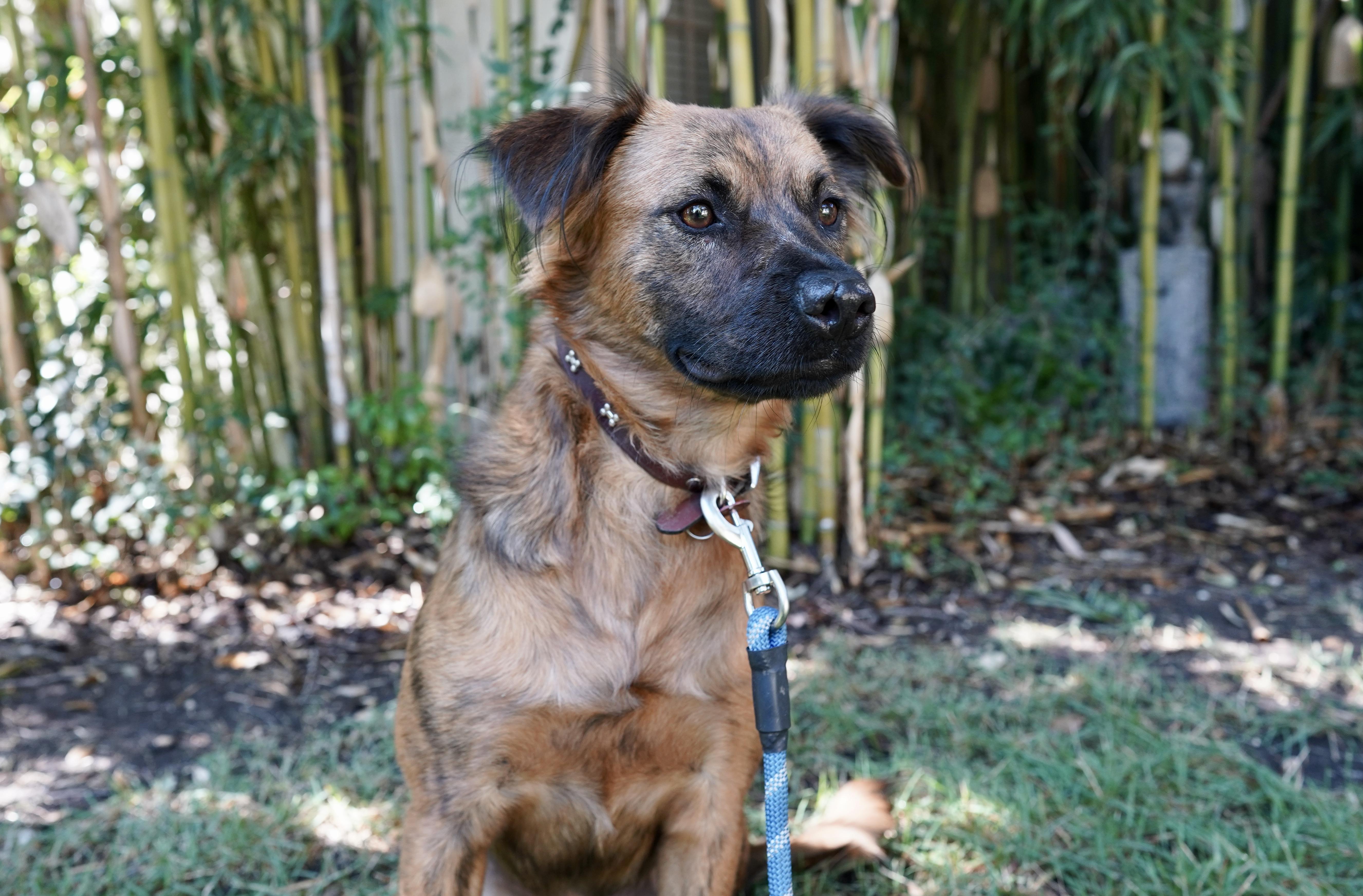 Giggy, a Adoptable mixed breed in San Antonio, TX image 2/4