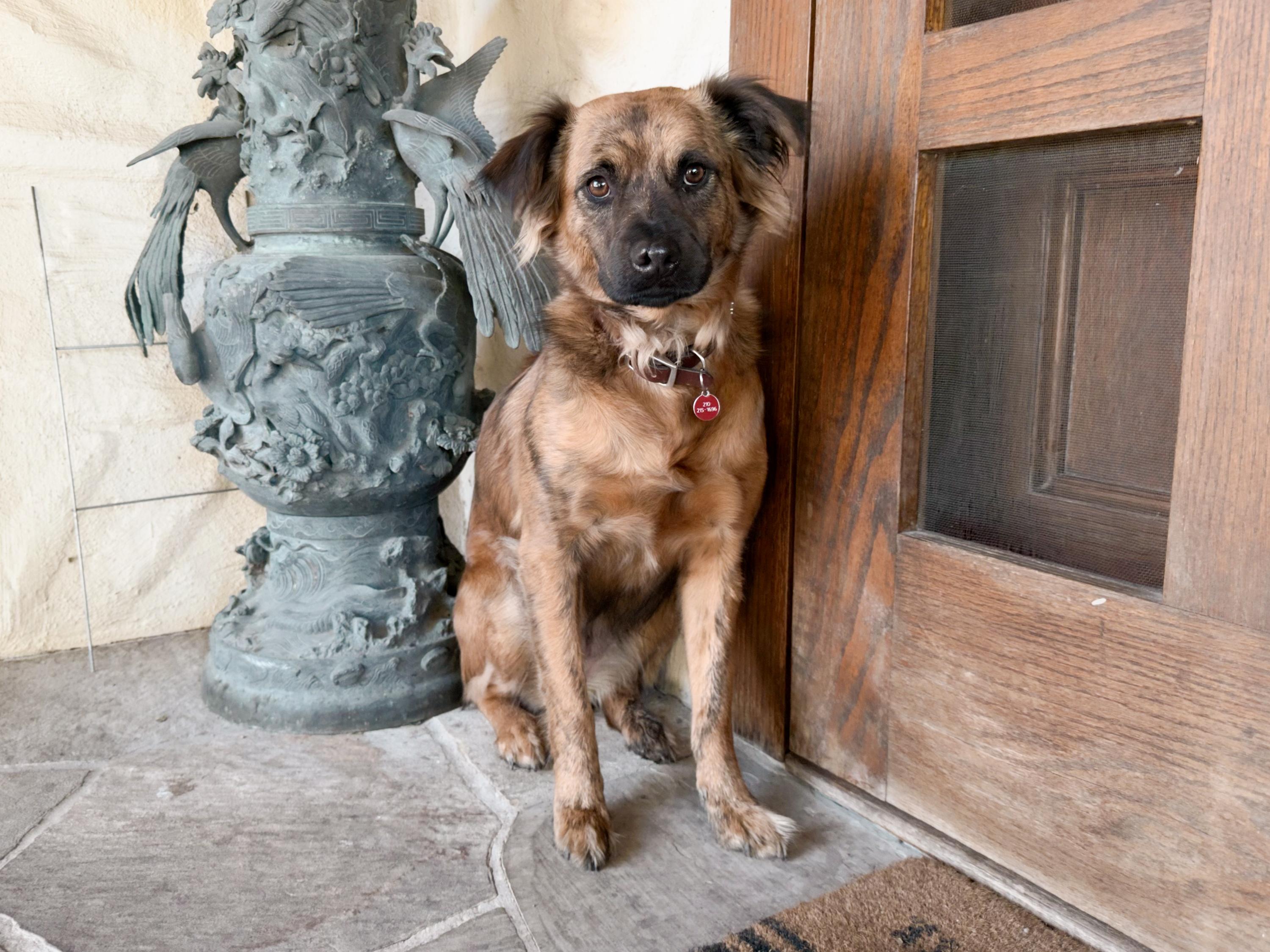 Enlarge Giggy, a Adoptable mixed breed in San Antonio, TX image 1/6