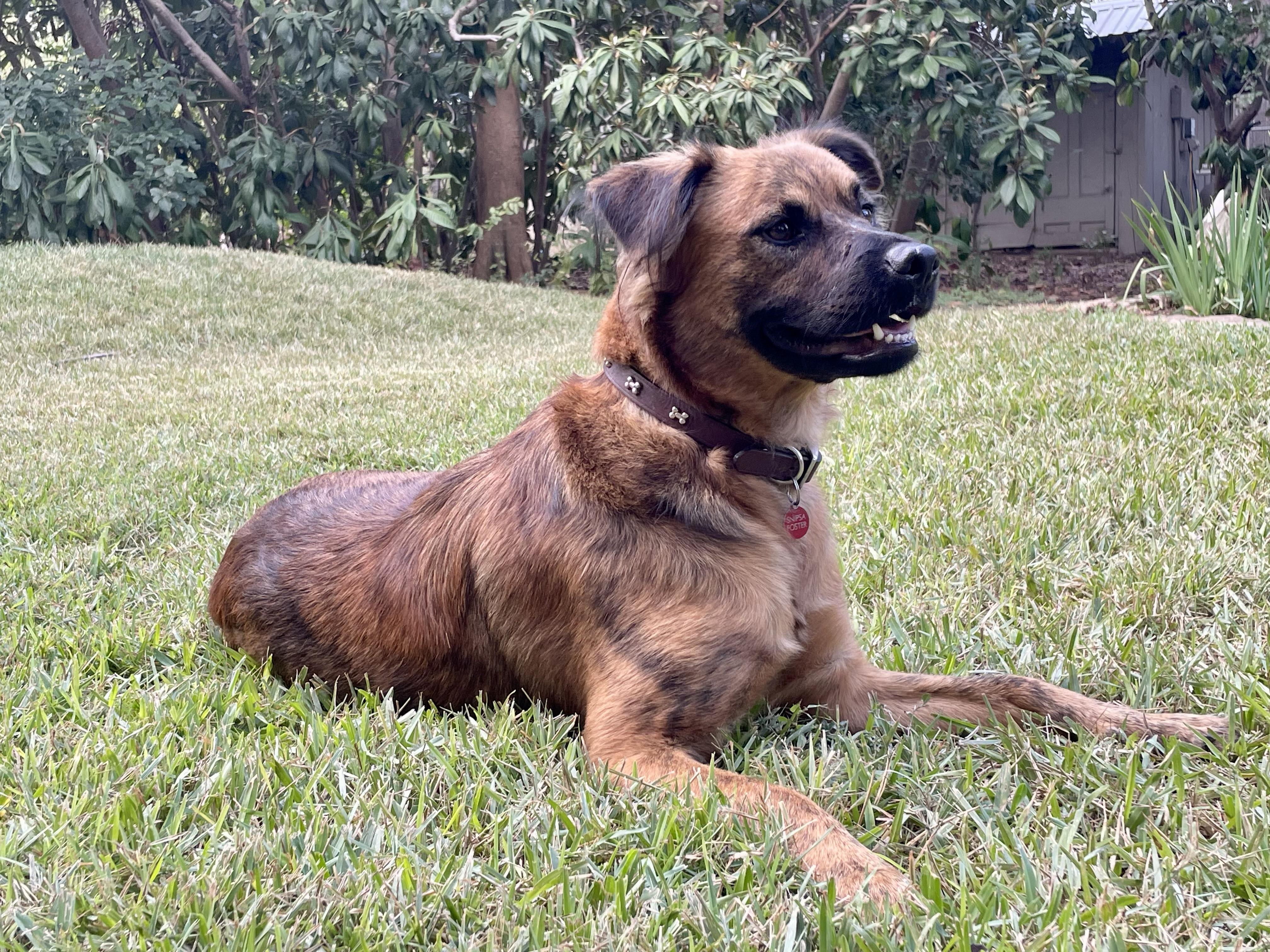 Giggy, Adoptable, Young Female German Shepherd Dog.