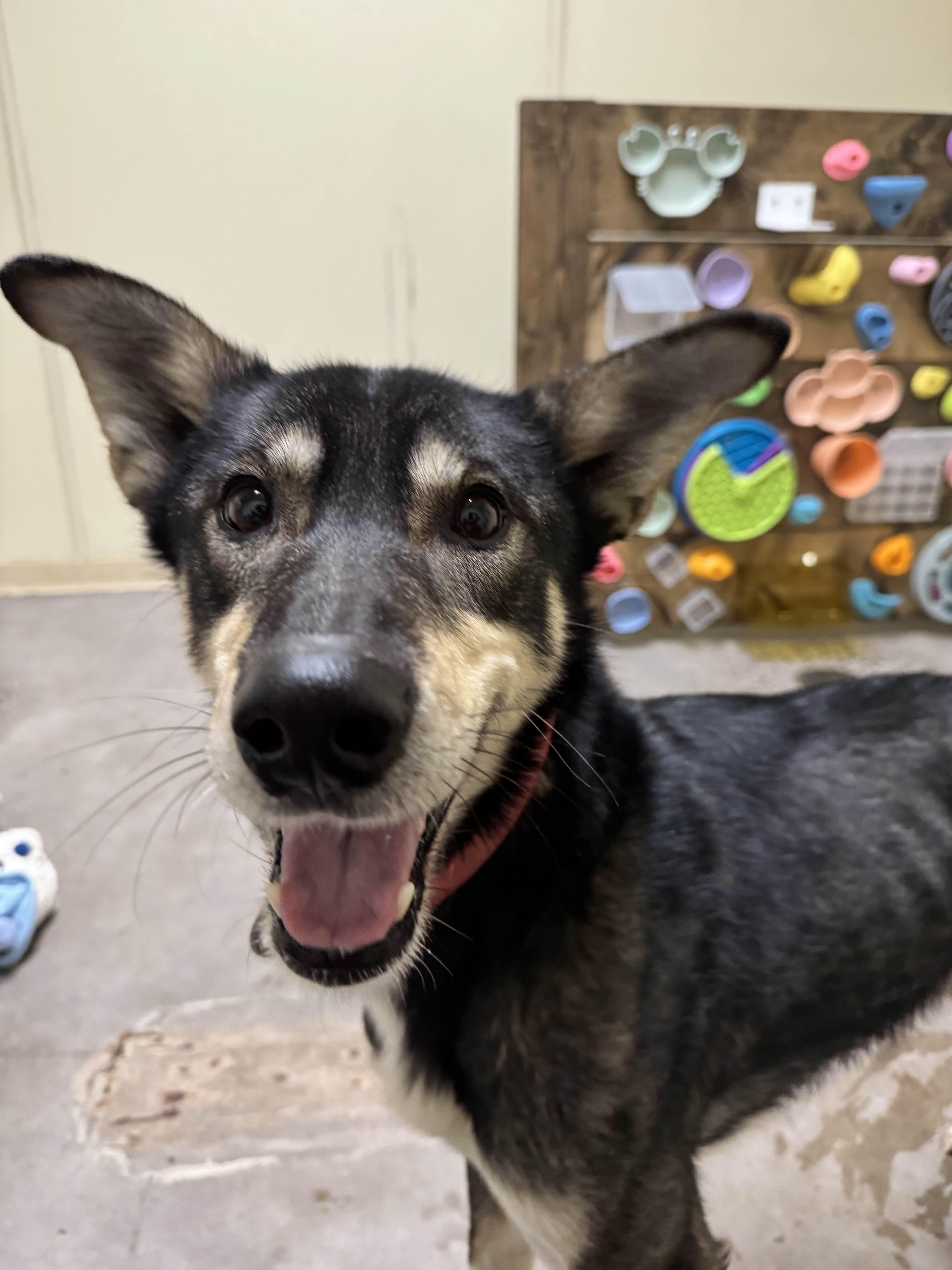 Enlarge Savoonga, a ADOPTABLE Husky in Houghton, MI image 1/2