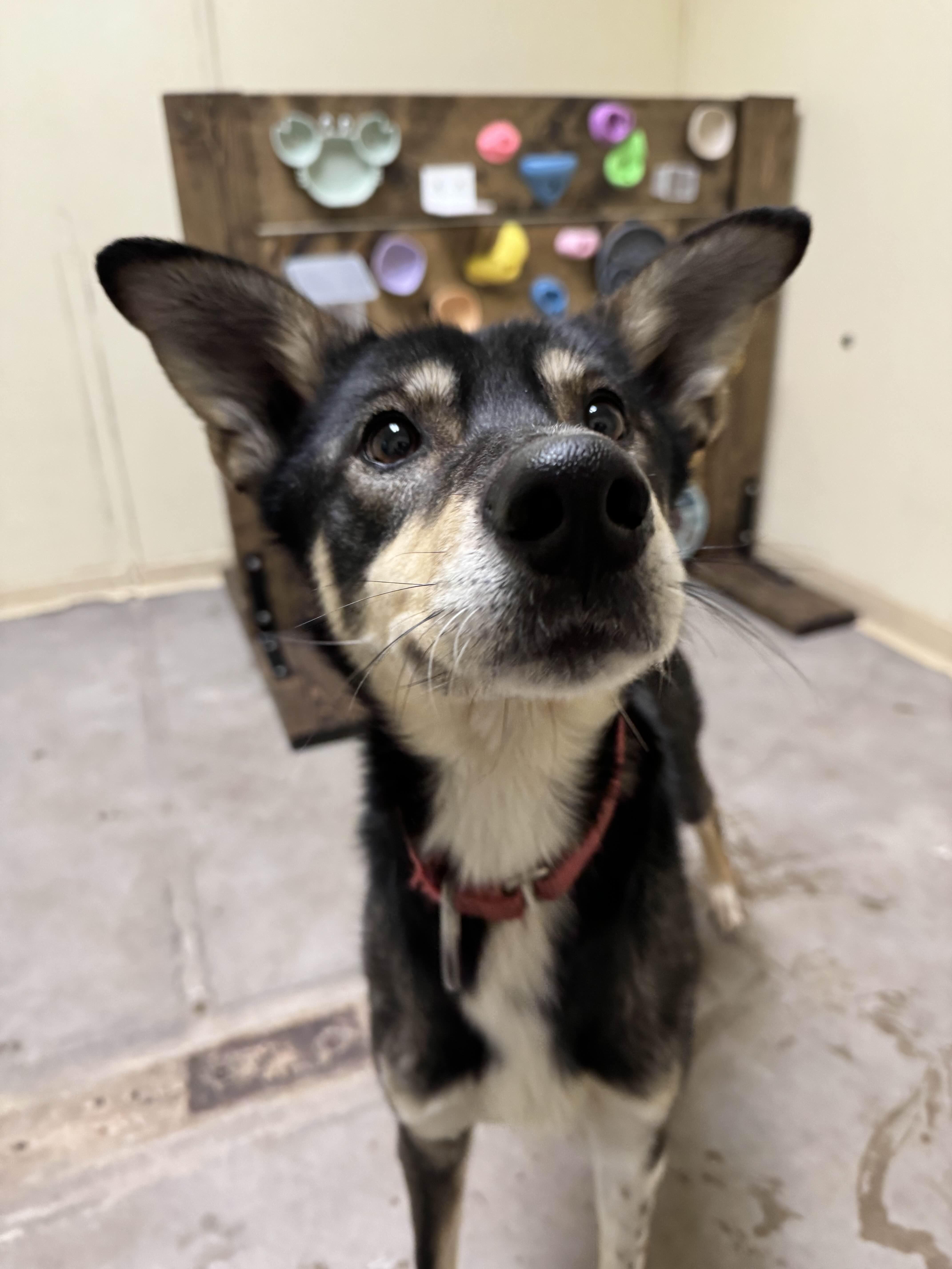 Enlarge Savoonga, a ADOPTABLE Husky in Houghton, MI image 2/2