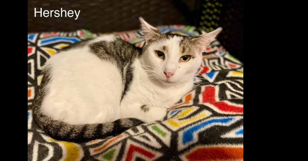 Hershey, Adoptable, Adult Female Domestic Short Hair & Tabby.