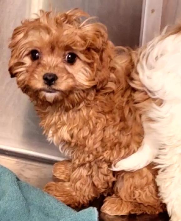 Enlarge Cavapoos, a ADOPTABLE mixed breed in Woodsfield, OH image 1/3