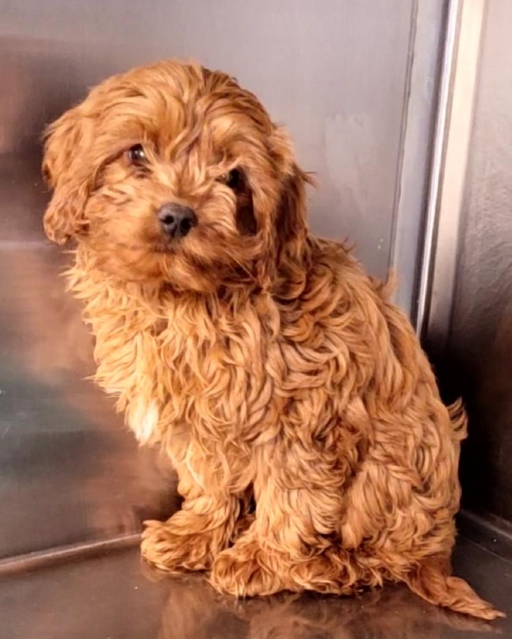 Enlarge Cavapoos, a ADOPTABLE mixed breed in Woodsfield, OH image 2/3