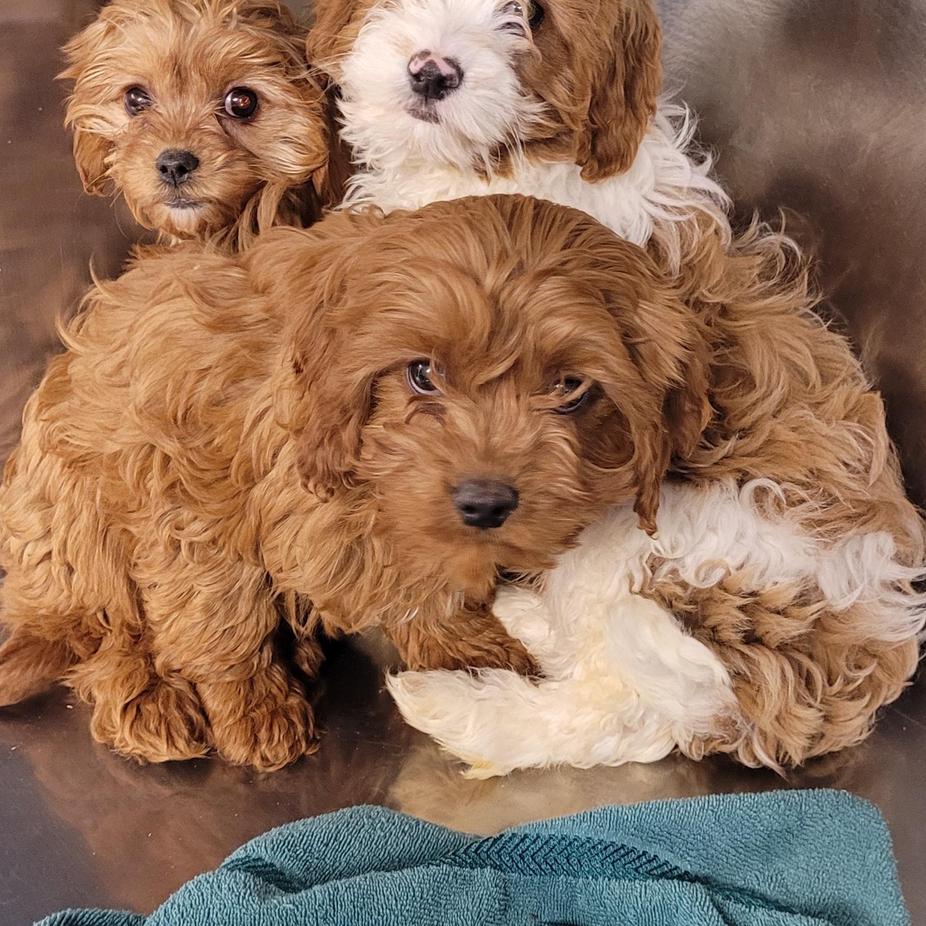 Enlarge Cavapoos, a ADOPTABLE mixed breed in Woodsfield, OH image 3/3