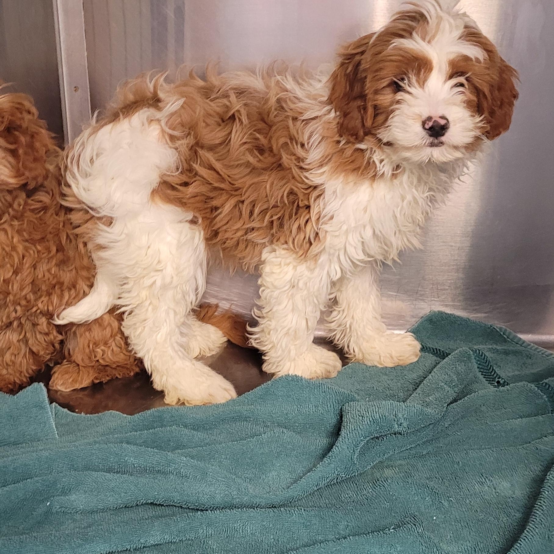 Cavapoos, ADOPTABLE, Puppy Female Cavalier King Charles Spaniel & Poodle (Toy).