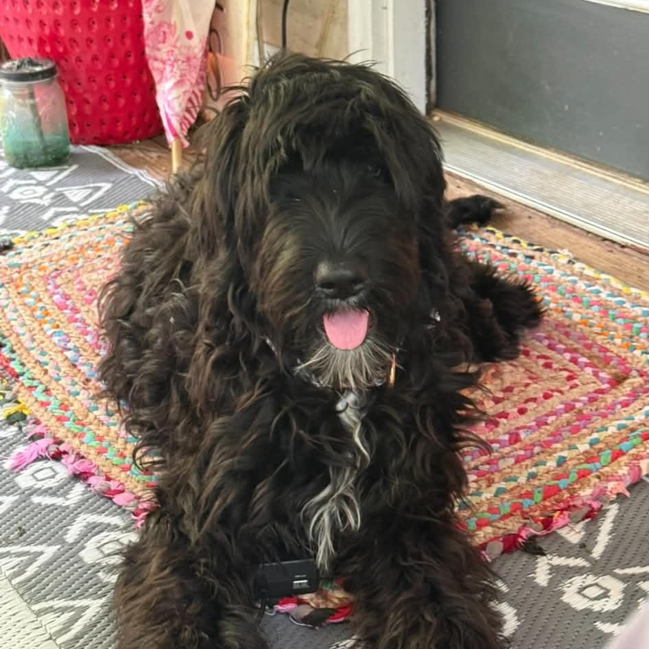 Rue, adopted, Young Female Black Labrador Retriever & Poodle.