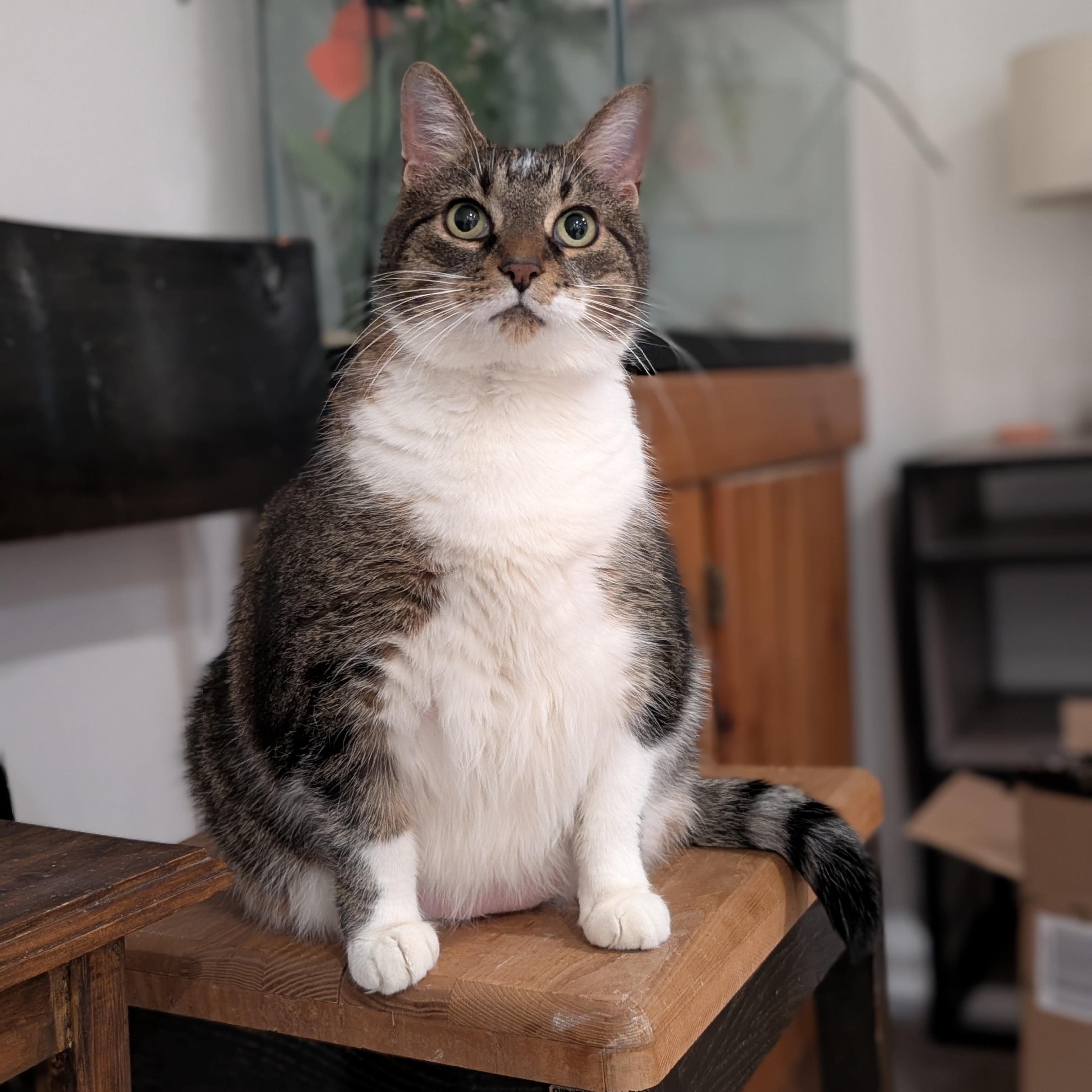 Enlarge Cinnamon, a ADOPTABLE Domestic Short Hair in Bowmanville, ON image 1/4