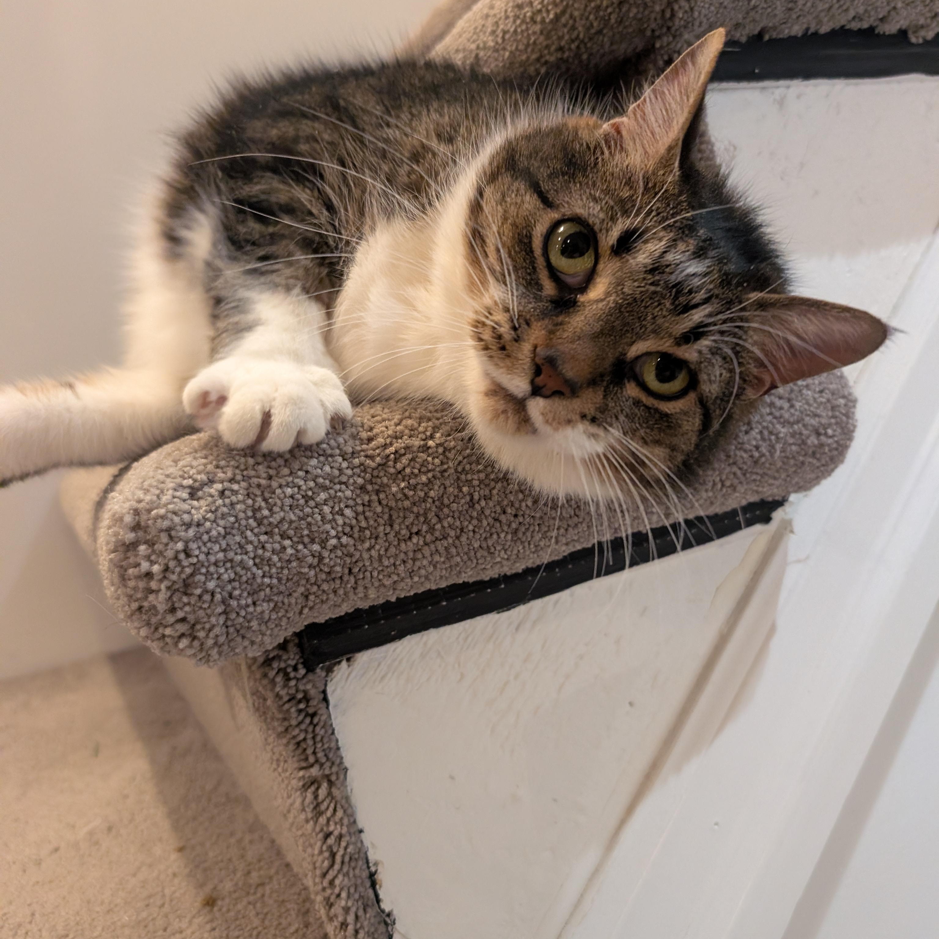 Enlarge Cinnamon, a ADOPTABLE Domestic Short Hair in Bowmanville, ON image 2/4