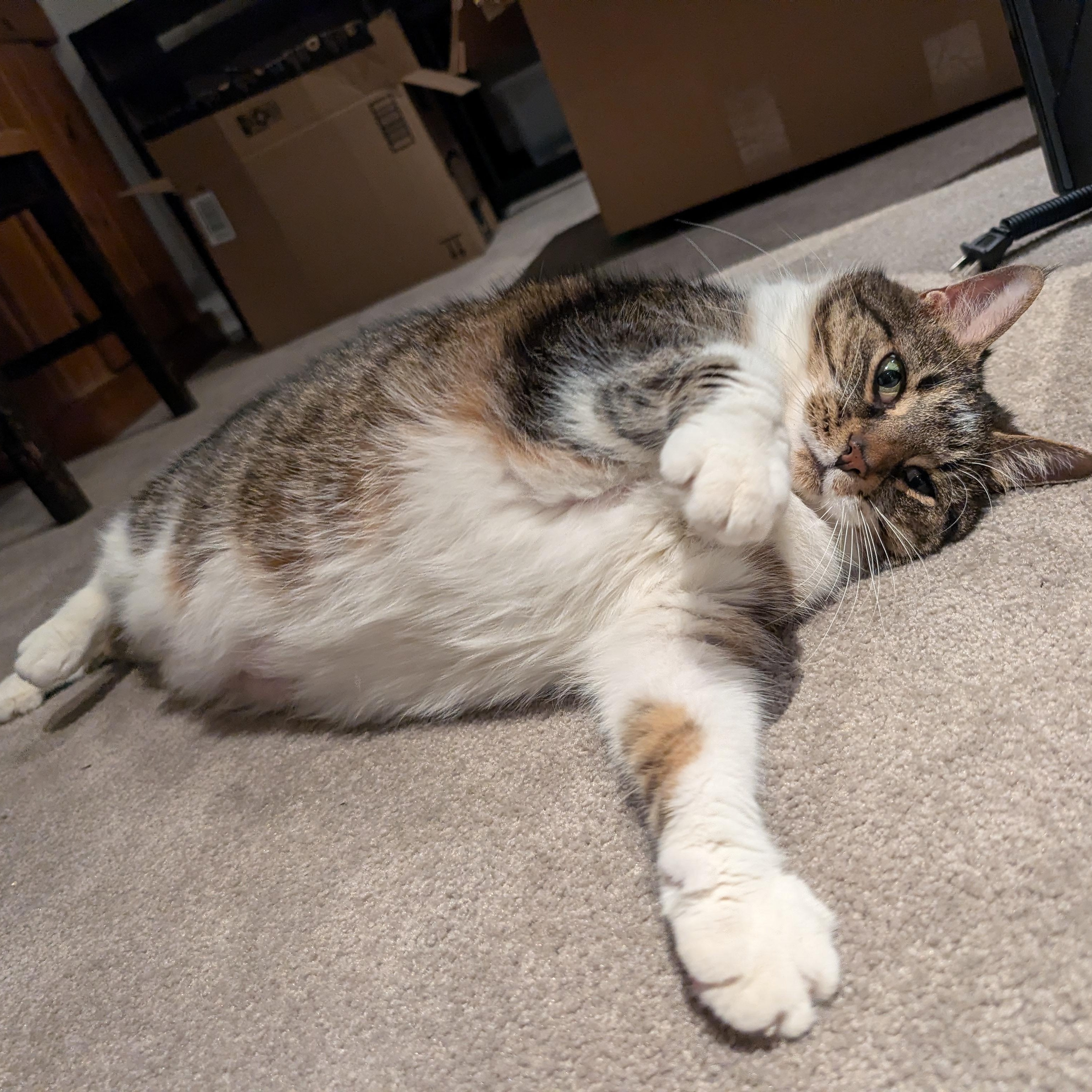 Enlarge Cinnamon, a ADOPTABLE Domestic Short Hair in Bowmanville, ON image 4/4