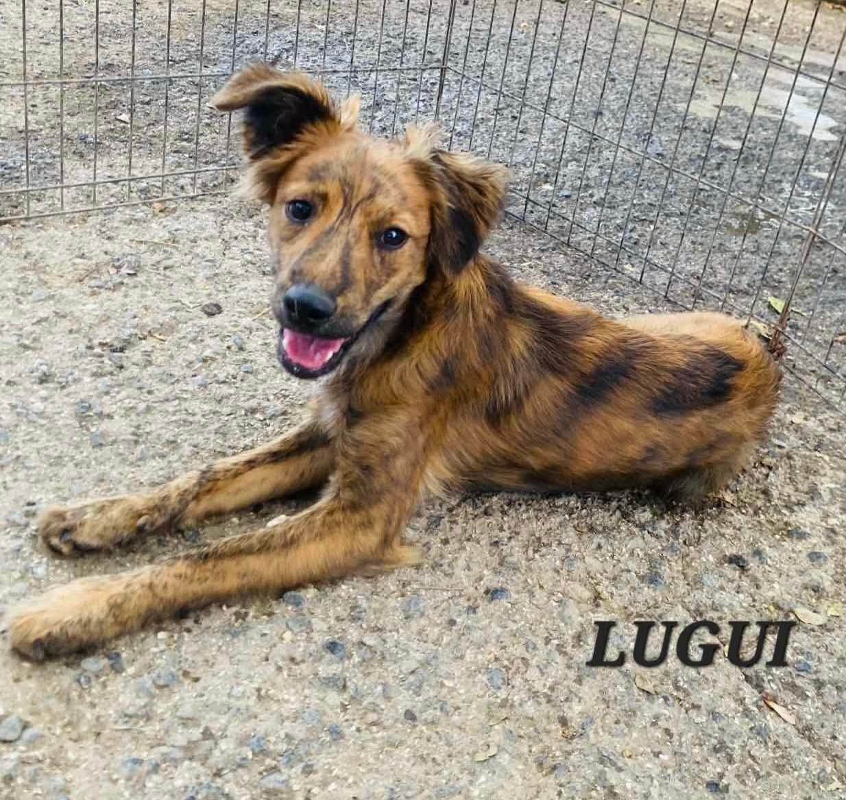 Enlarge LUIGI, an adopted mixed breed in Villalba, PR image 2/6