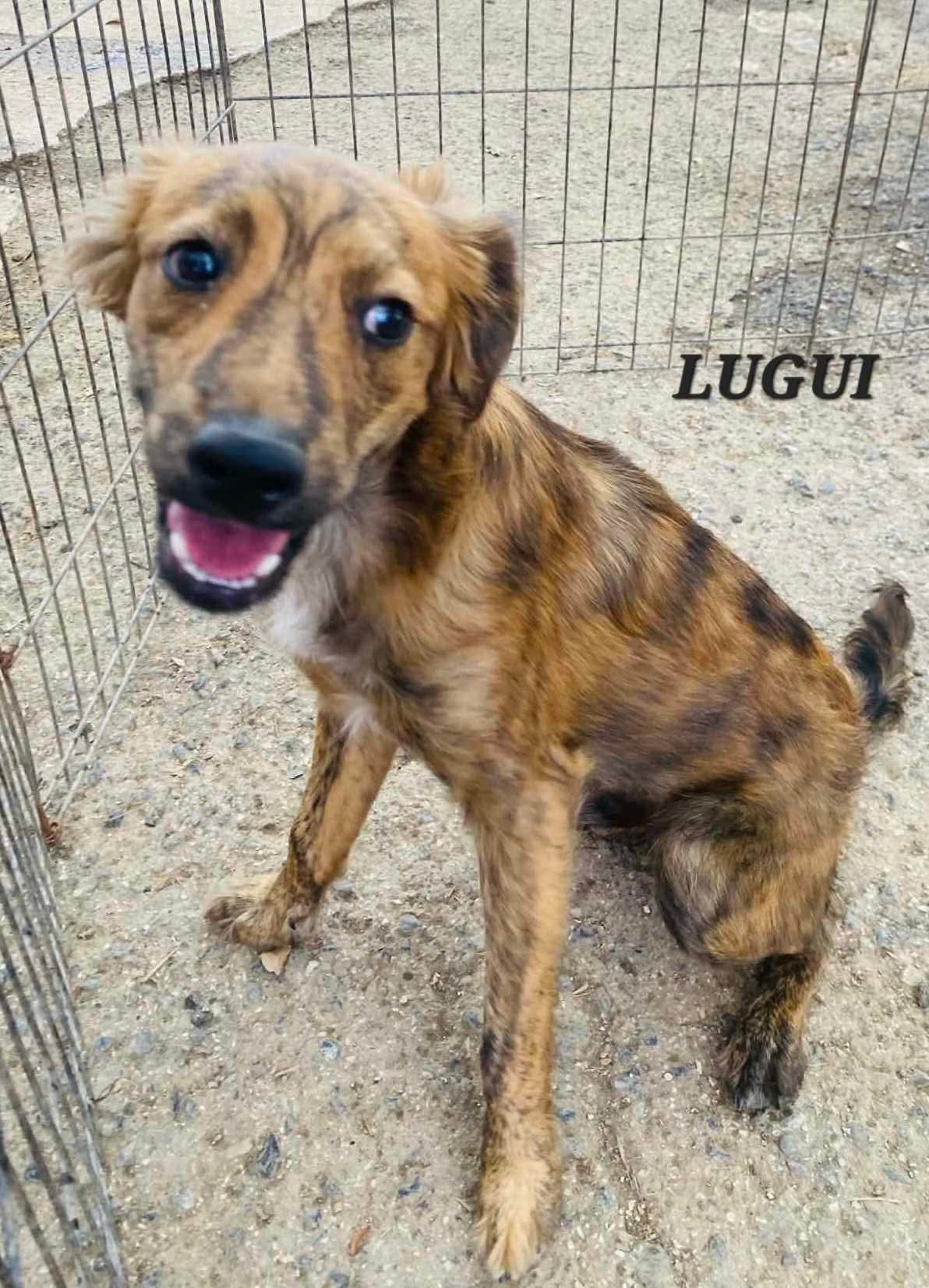 Enlarge LUIGI, an adopted mixed breed in Villalba, PR image 5/6