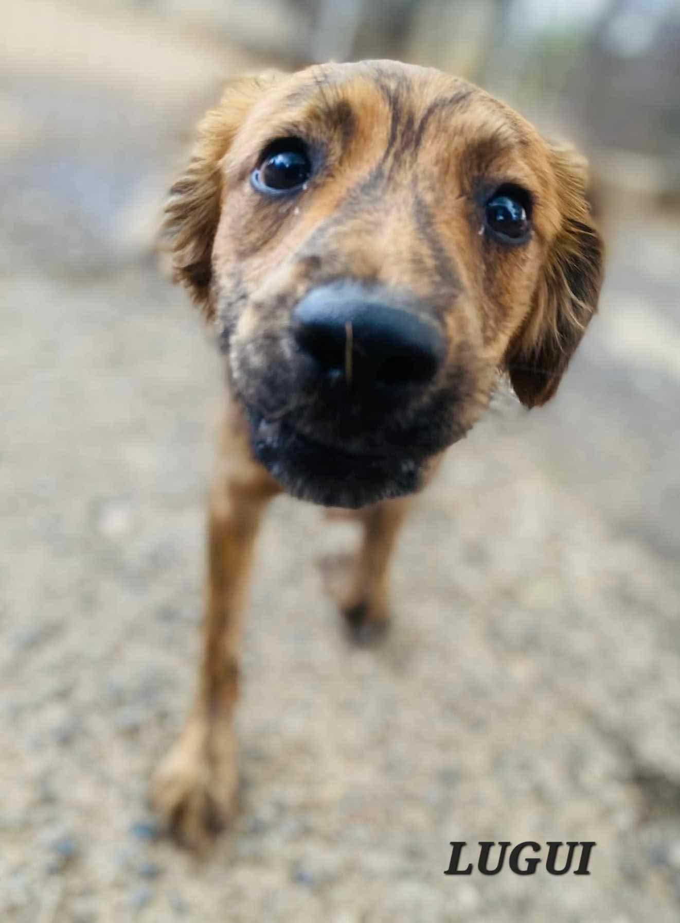 LUIGI, adopted, Young Male Terrier.