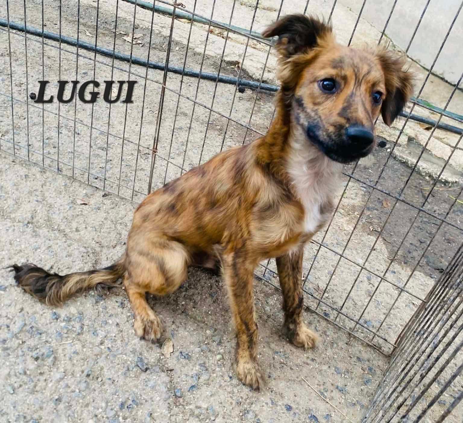 Enlarge LUIGI, an adopted mixed breed in Villalba, PR image 6/6