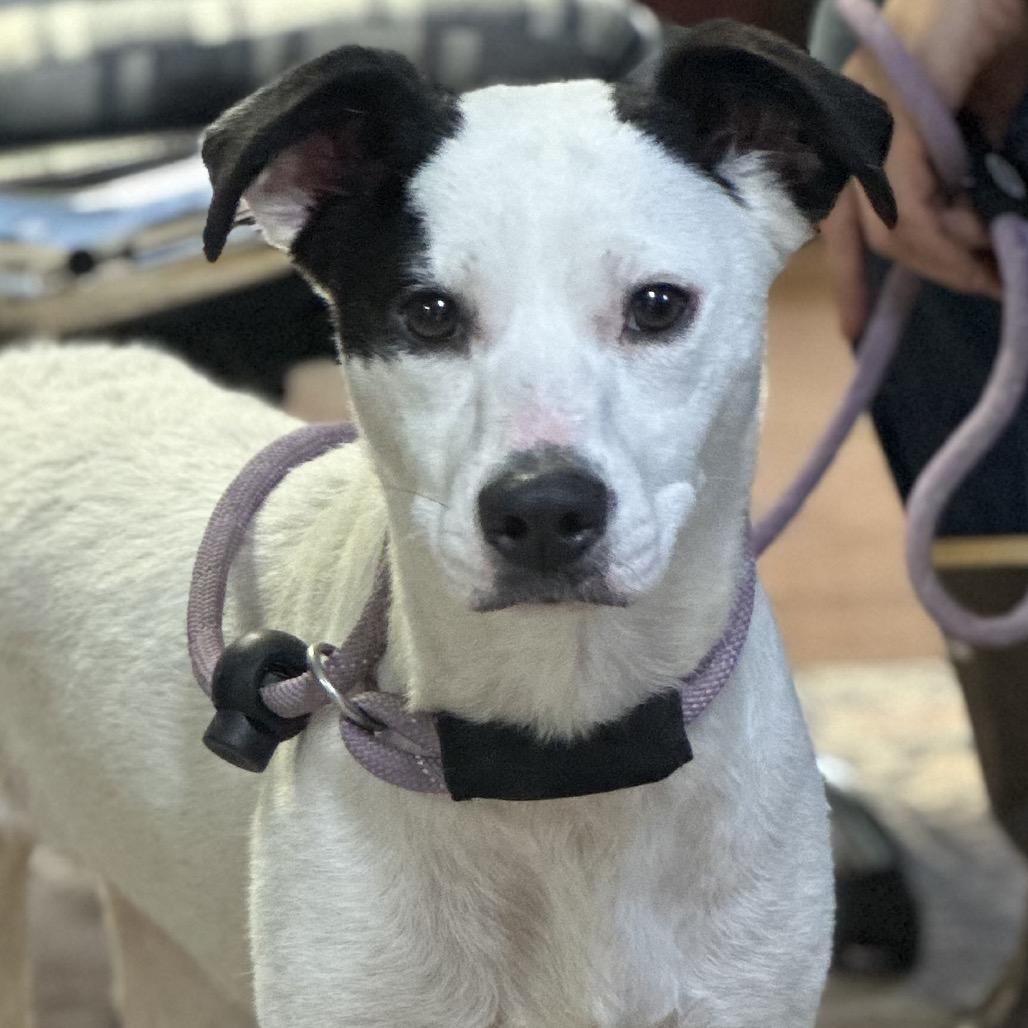 Sophie, Adoptable, Young Female Mixed Breed.