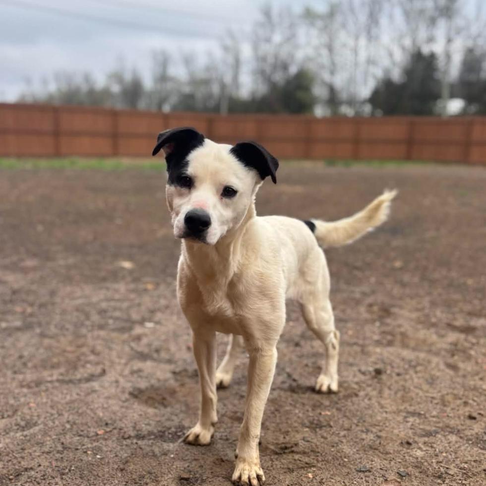 Enlarge Sophie, a Adoptable Mixed Breed in Clarksville, AR image 2/3
