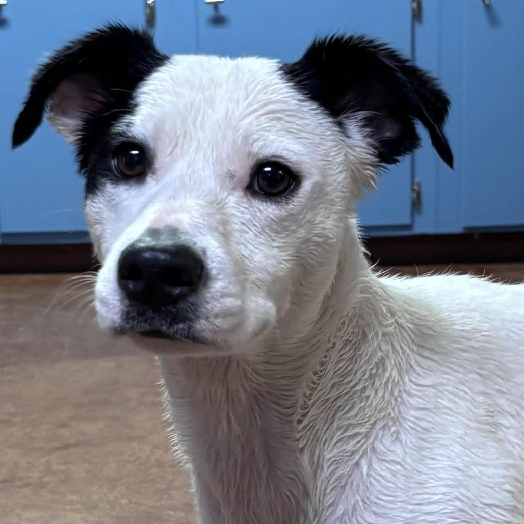 Enlarge Sophie, a Adoptable Mixed Breed in Clarksville, AR image 3/3