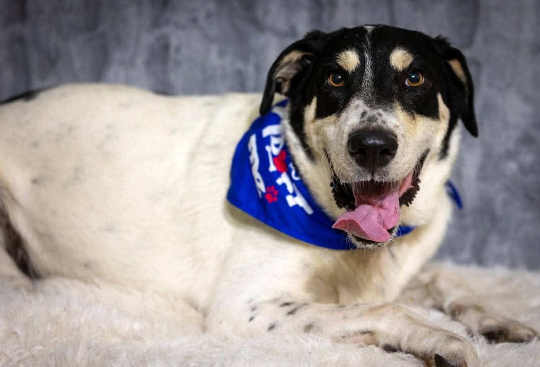 Shane, an adoptable Hound in Ontario, OR, 97914 | Photo Image 1