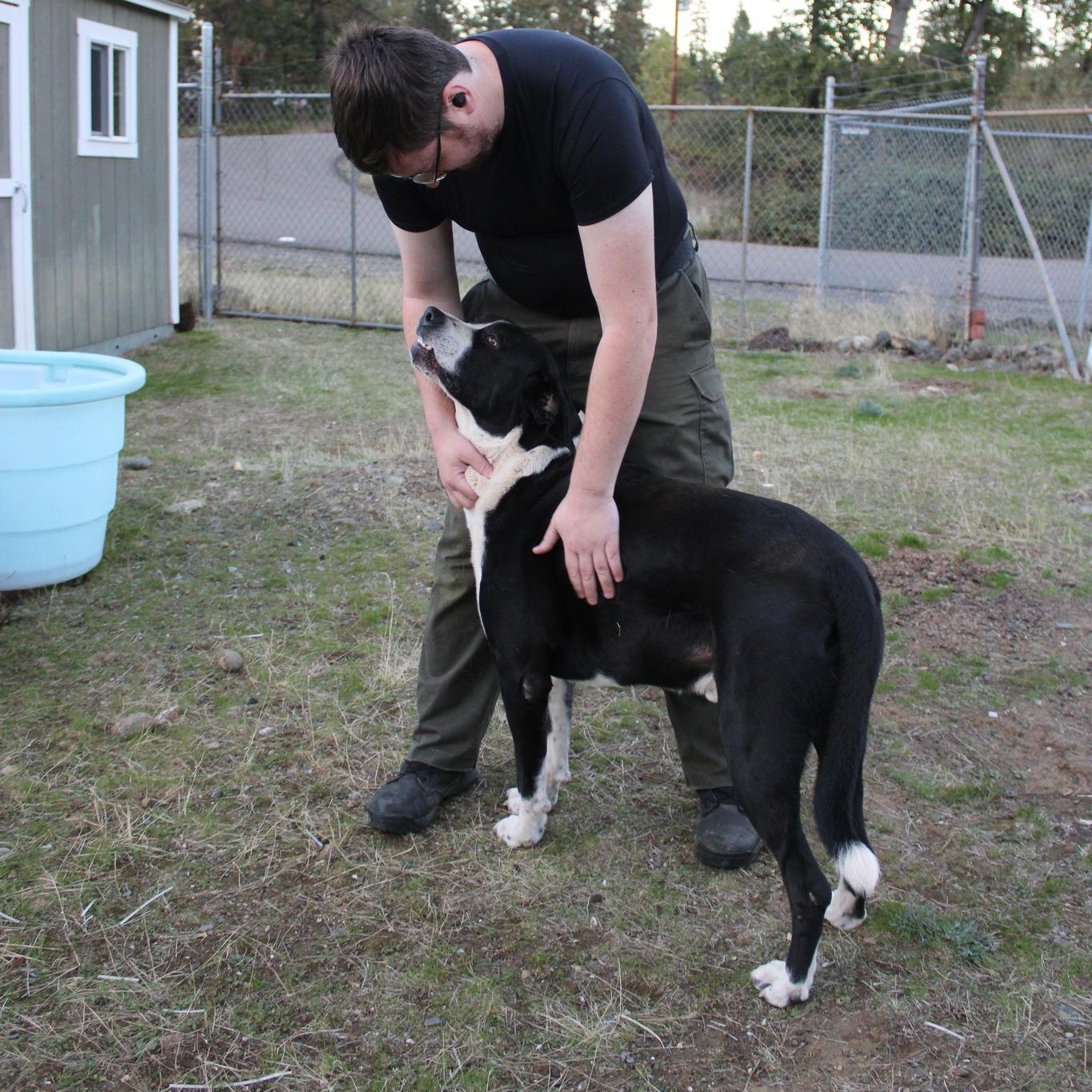 Enlarge Snoopy, a Adoptable mixed breed in Weaverville, CA image 3/5