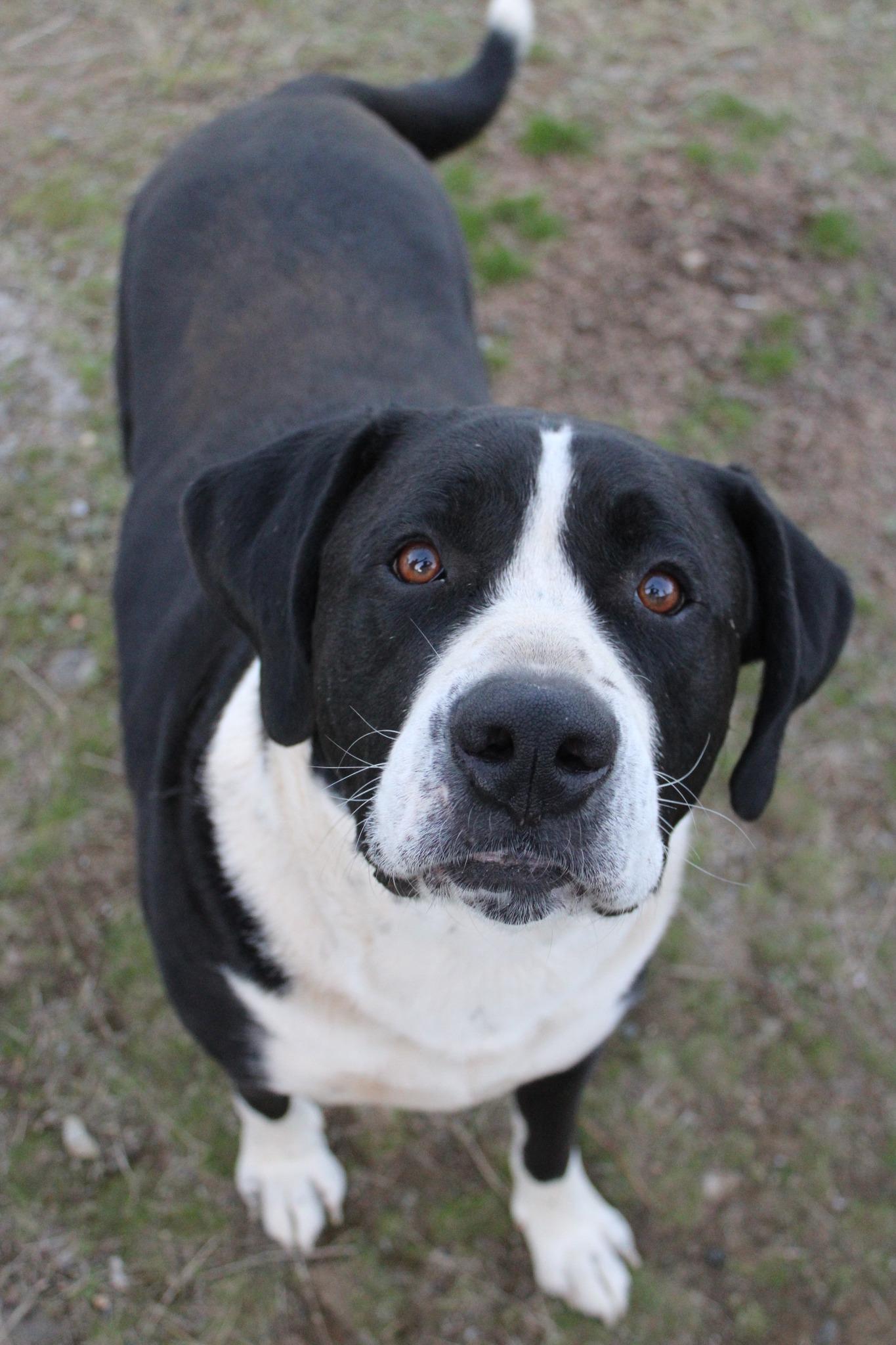 Enlarge Snoopy, a Adoptable mixed breed in Weaverville, CA image 4/5