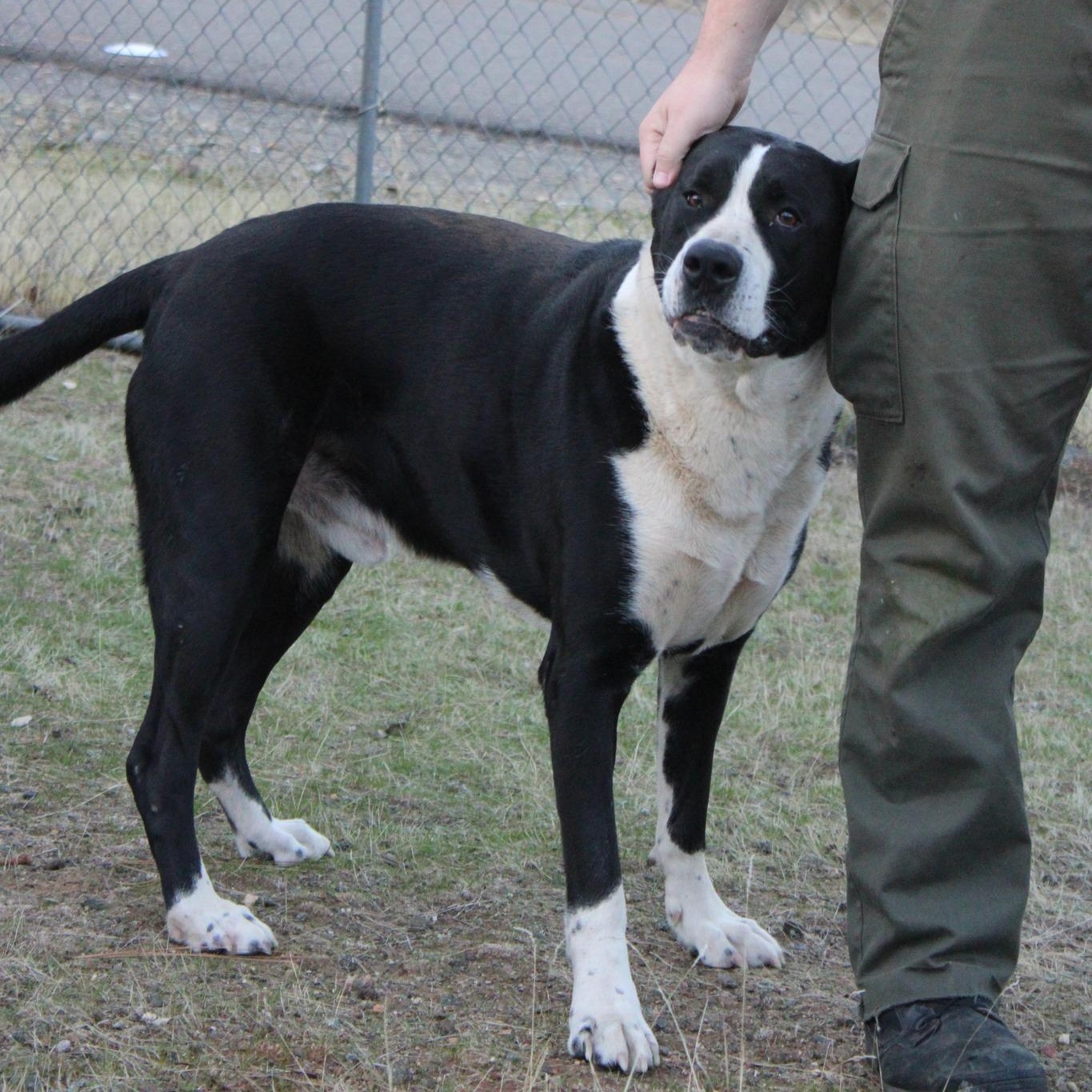 Enlarge Snoopy, a Adoptable mixed breed in Weaverville, CA image 5/5
