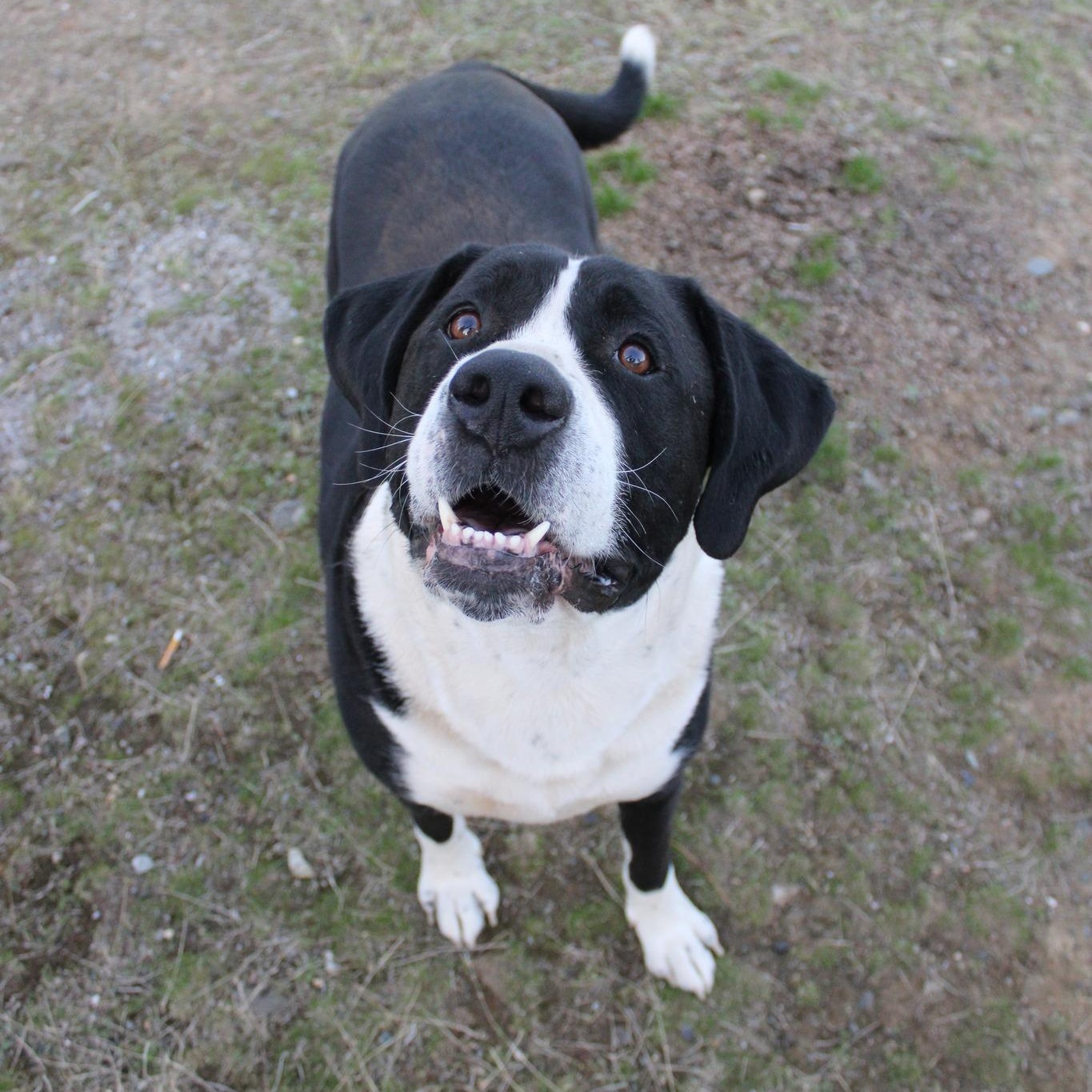 Enlarge Snoopy, a Adoptable mixed breed in Weaverville, CA image 1/5