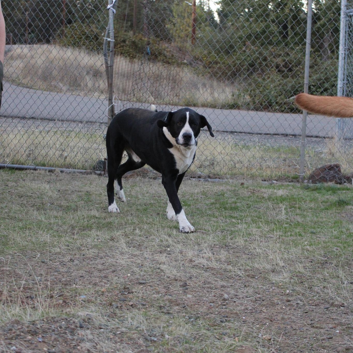 Enlarge Snoopy, a Adoptable mixed breed in Weaverville, CA image 2/5