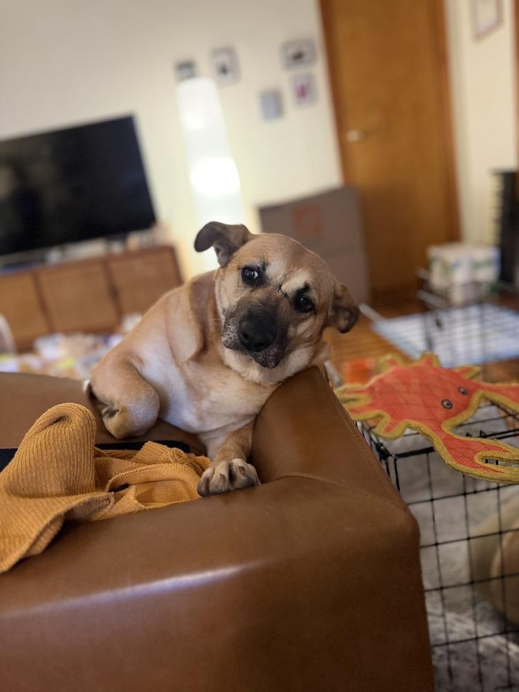 Enlarge Sejitas, a Adoptable mixed breed in New York, NY image 1/6