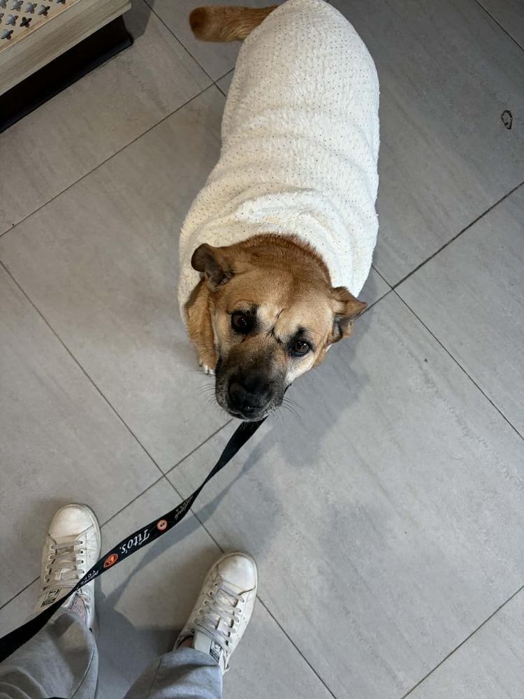 Enlarge Sejitas, a Adoptable mixed breed in New York, NY image 3/6