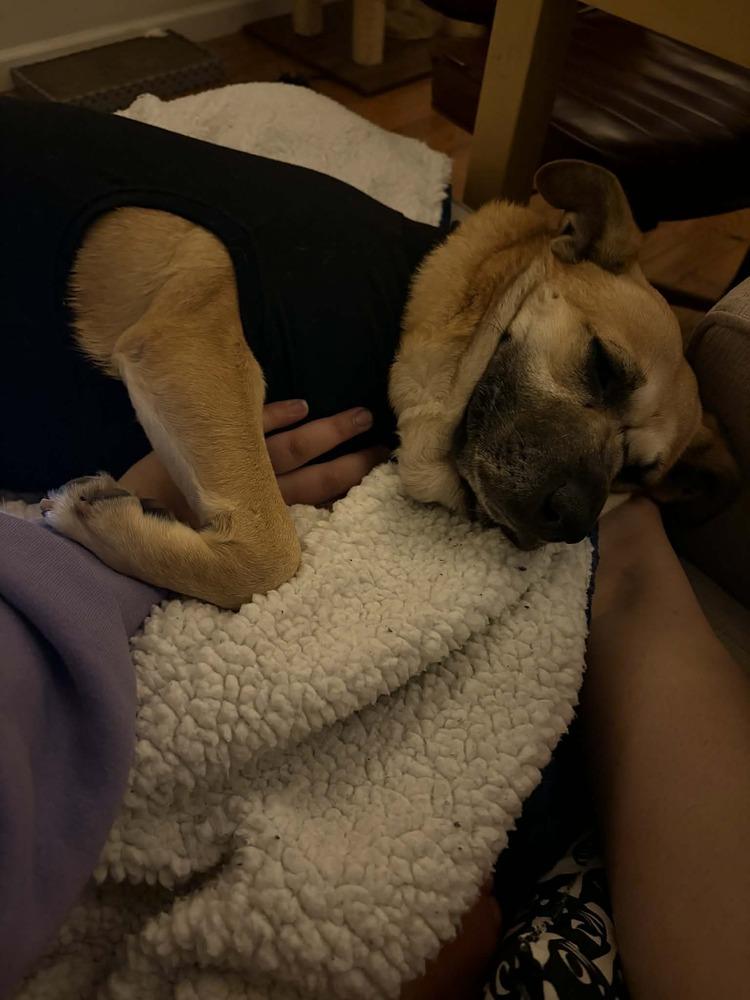 Enlarge Sejitas, a Adoptable mixed breed in New York, NY image 6/6