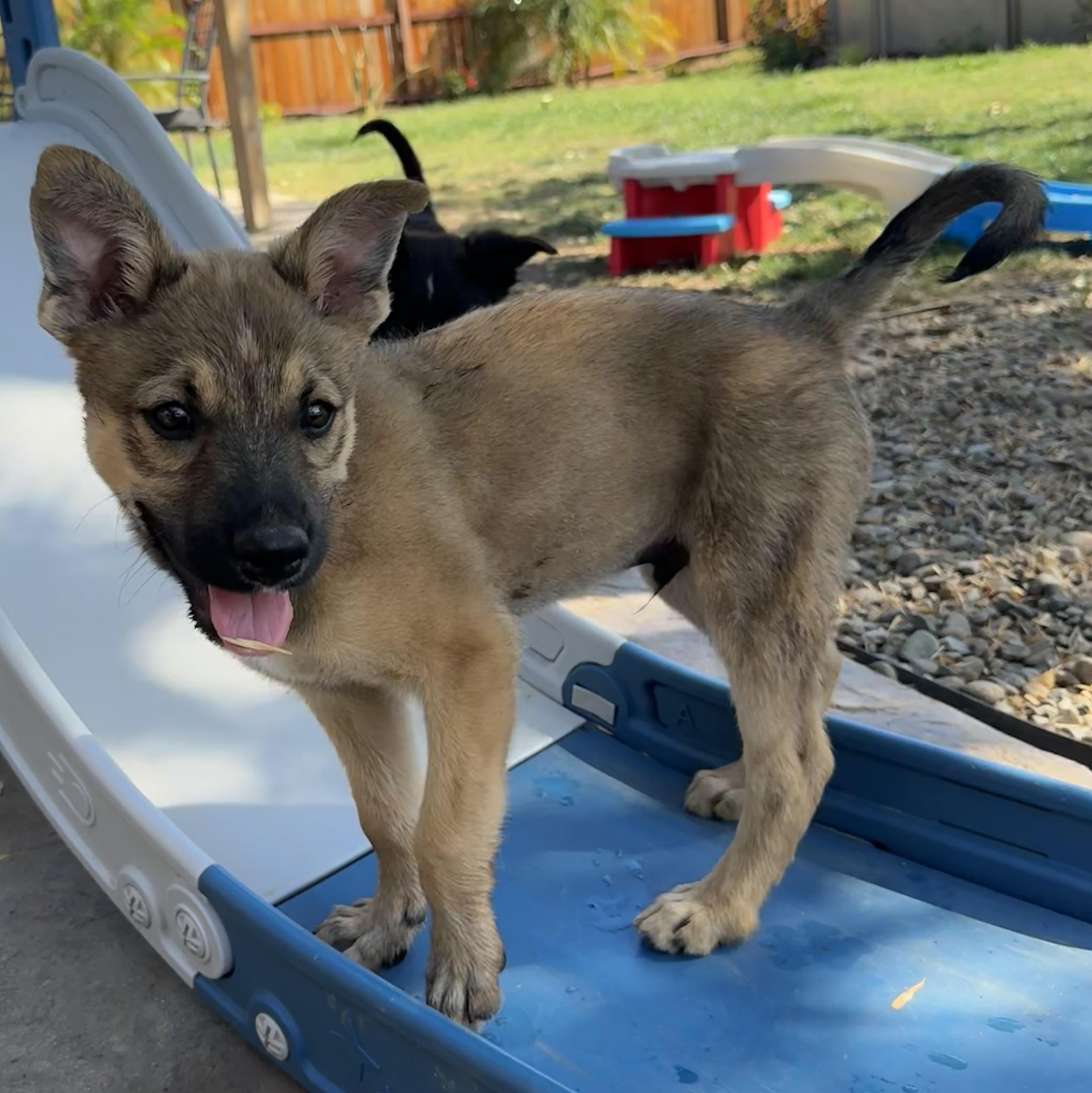 Enlarge Jelly, a Adopted mixed breed in Lincoln, CA image 3/3