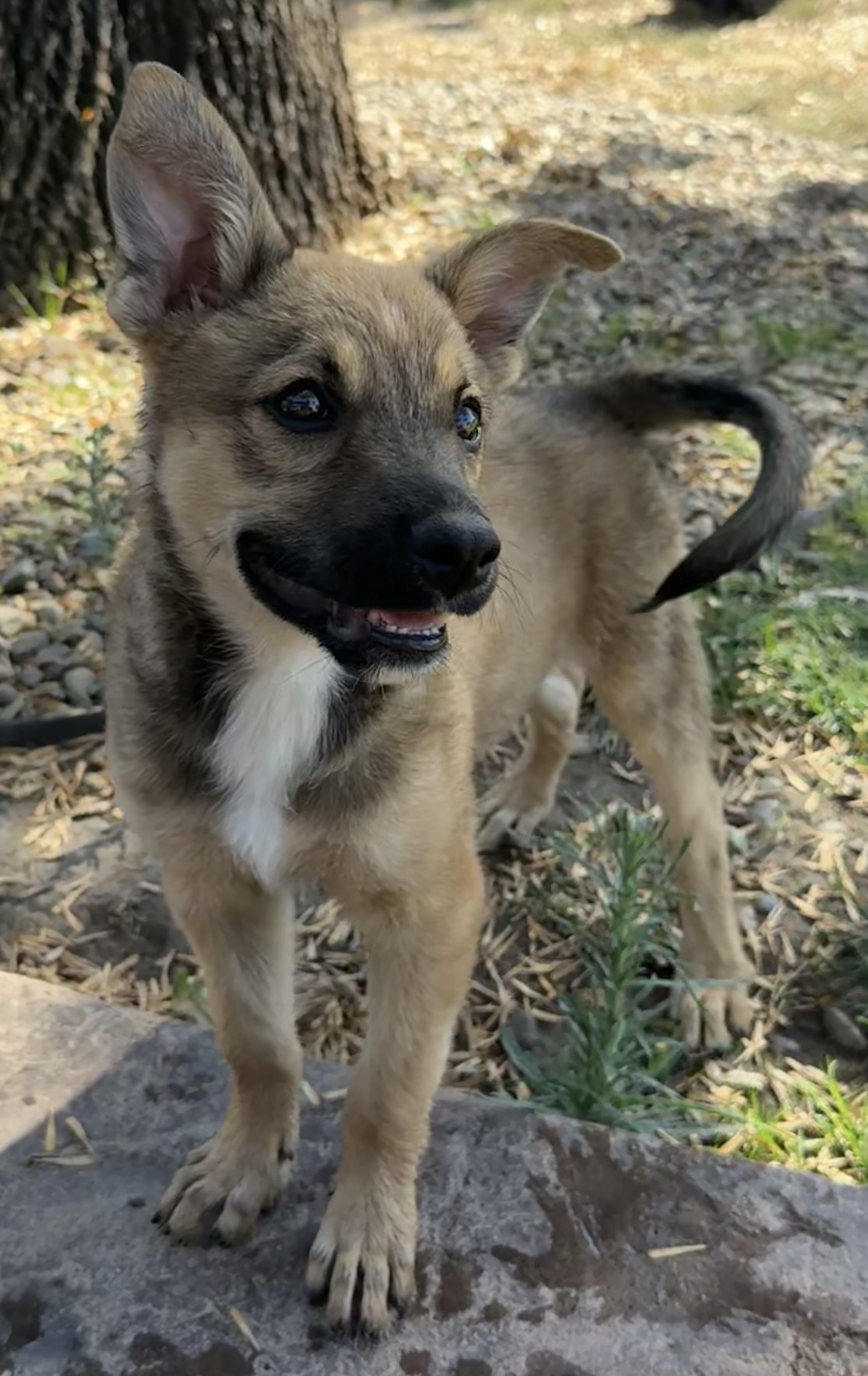 Jelly, Adopted, Puppy Male Shepherd & Border Collie.
