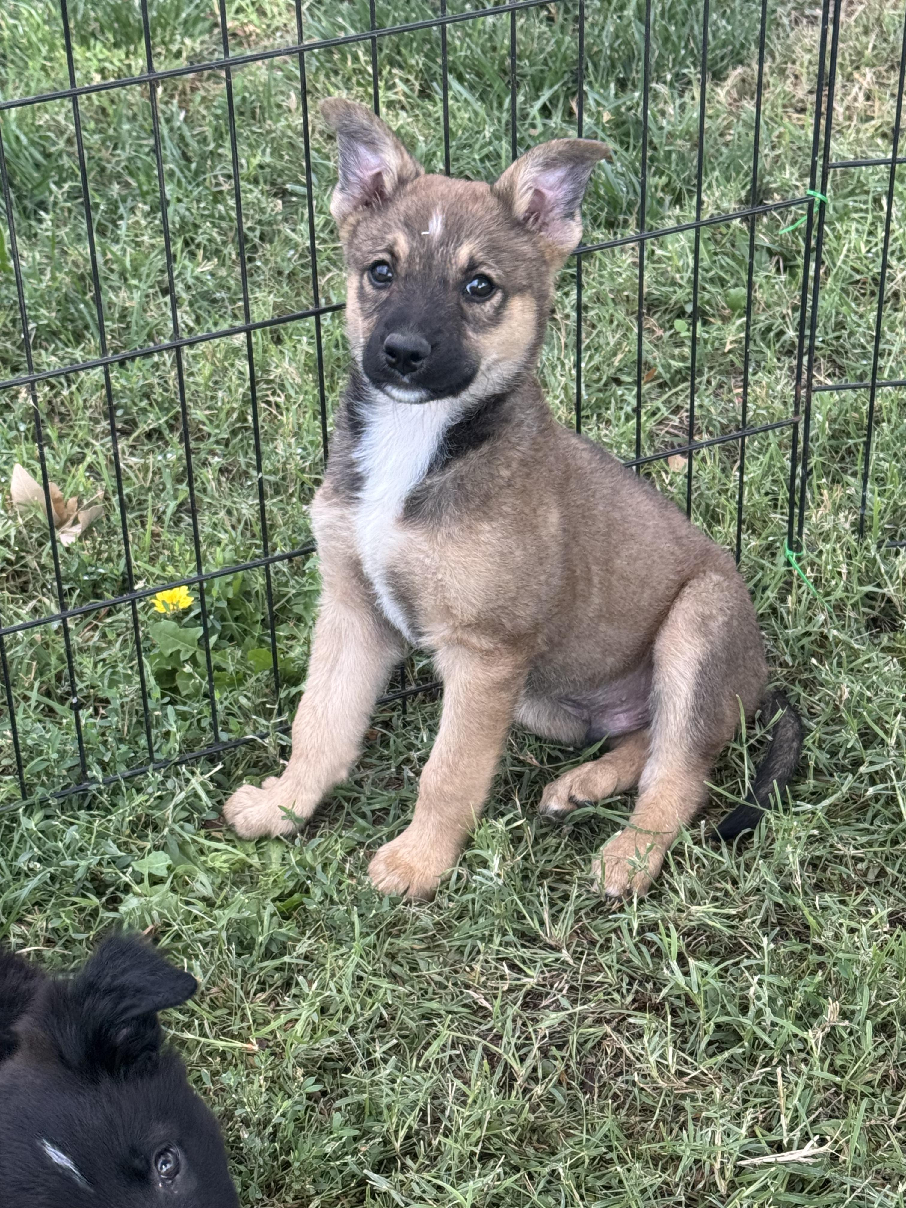 Jelly, Adoptable, Puppy Male Shepherd & Border Collie.