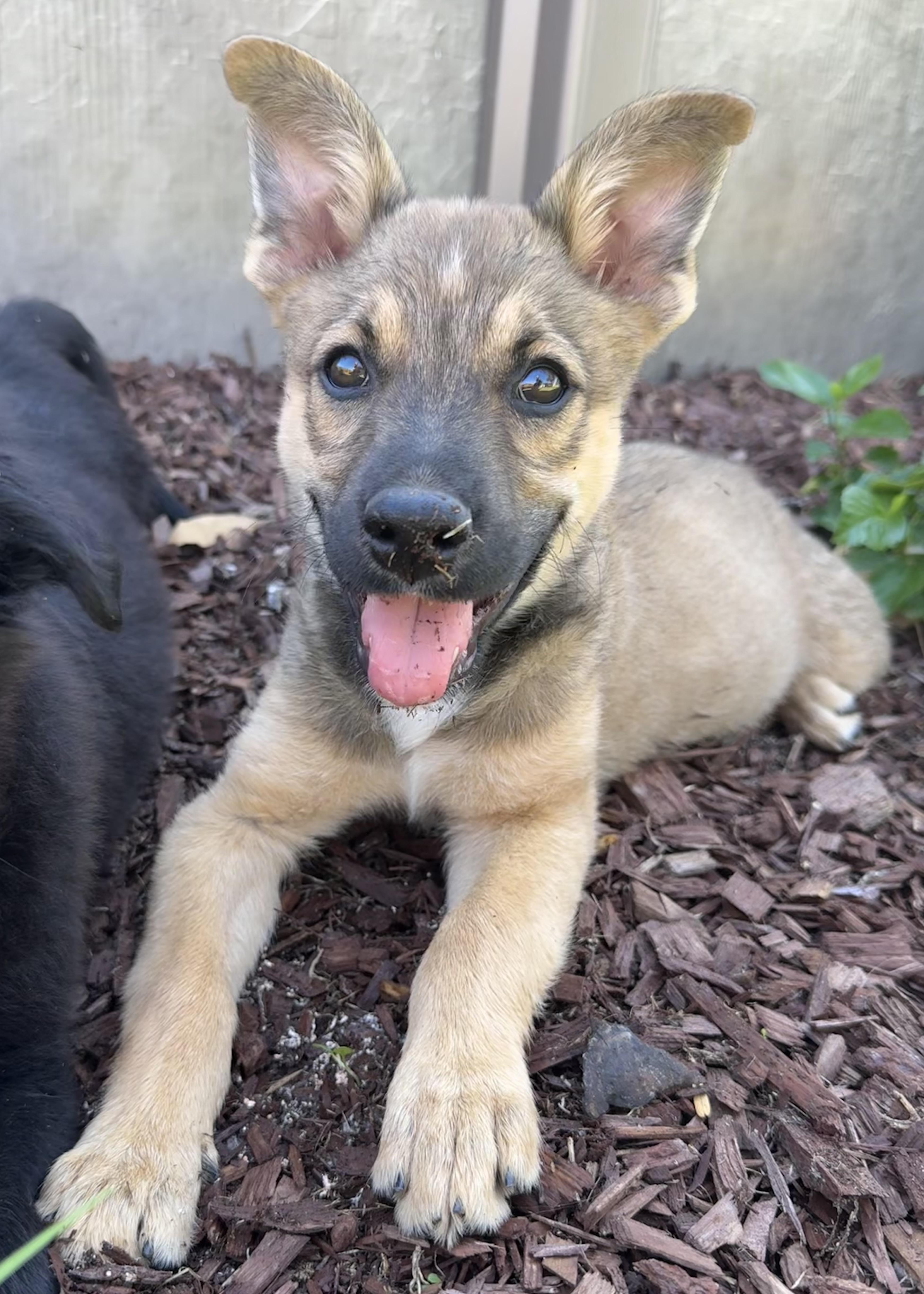 Enlarge Jelly, a Adopted mixed breed in Lincoln, CA image 2/3