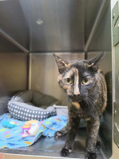 OSHA, Adoptable, Adult Female Domestic Short Hair & Domestic Short Hair.