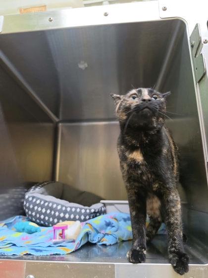 Enlarge OSHA, a Adoptable mixed breed in Scottsbluff, NE image 2/3