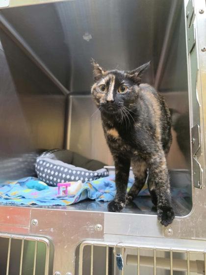Enlarge OSHA, a Adoptable mixed breed in Scottsbluff, NE image 3/3