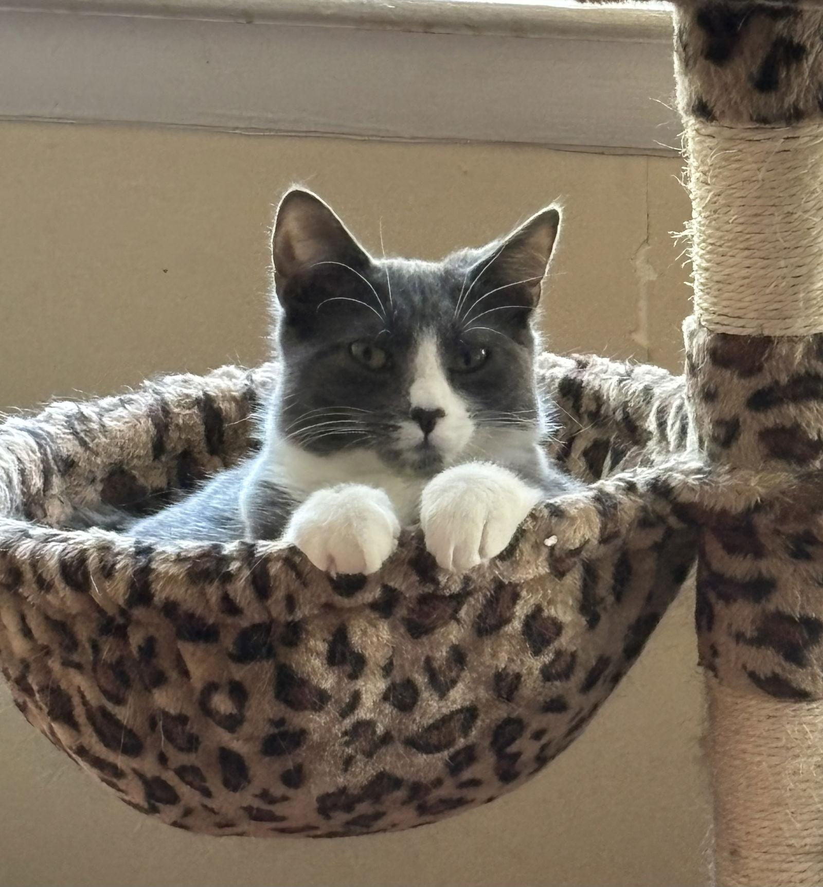 Enlarge Lucy, Willow Grove Area (FCID 07/02/2024-148) C, a Adoptable Tuxedo in Willow Grove, PA image 3/4