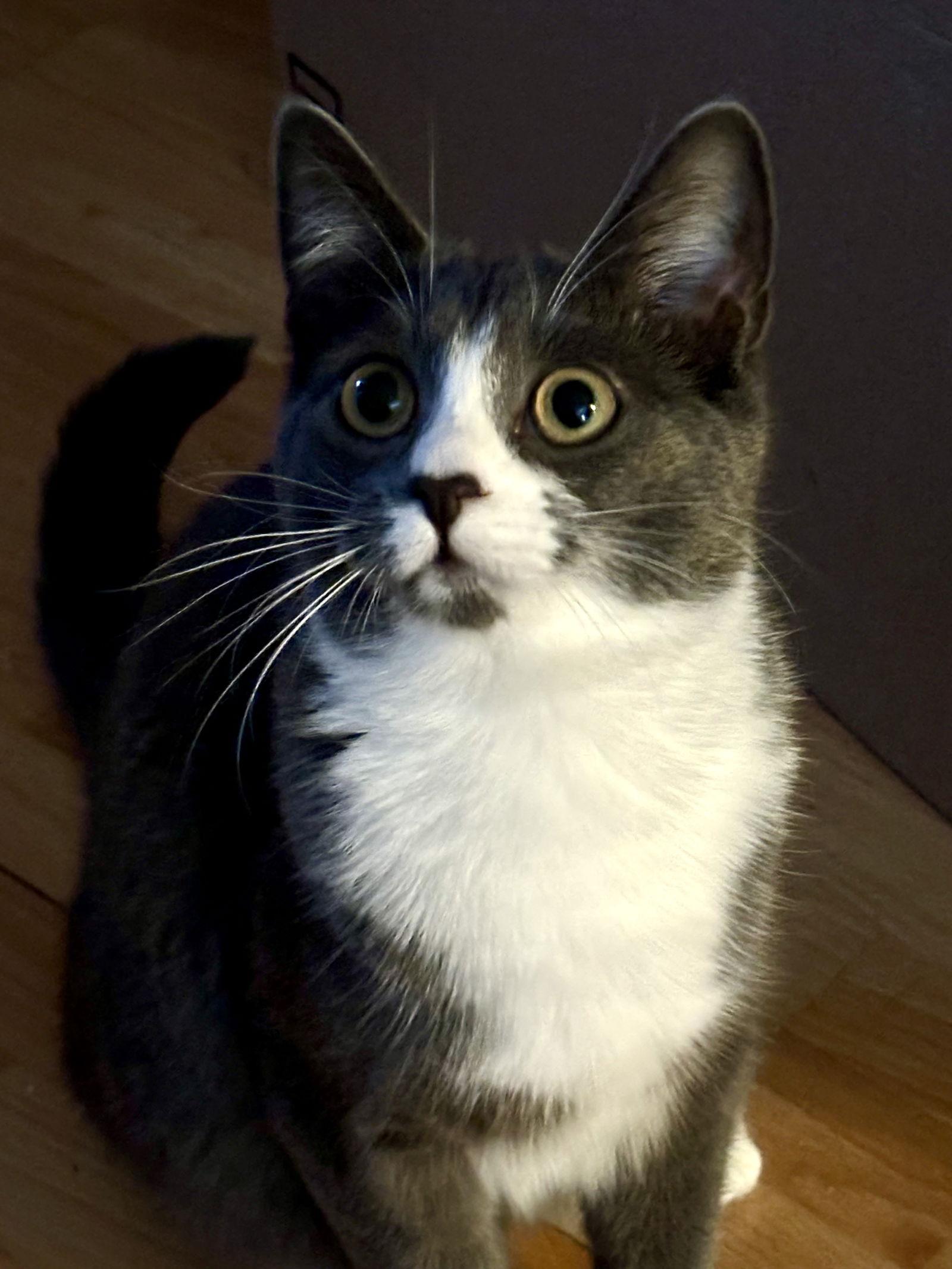 Enlarge Lucy, Willow Grove Area (FCID 07/02/2024-148) C, a Adoptable Tuxedo in Willow Grove, PA image 2/4