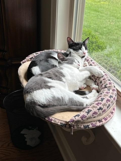 Keating25, Adoptable, Young Male Domestic Short Hair.