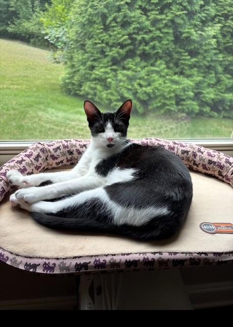 Enlarge Keating25, a Adoptable mixed breed in Youngsville, NC image 2/4