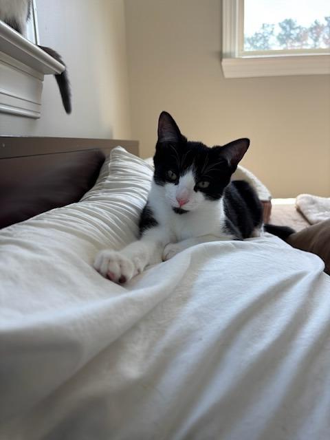 Keating25, a Adoptable mixed breed in Youngsville, NC image 2/4