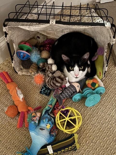 Enlarge Keating25, a Adoptable mixed breed in Youngsville, NC image 3/4